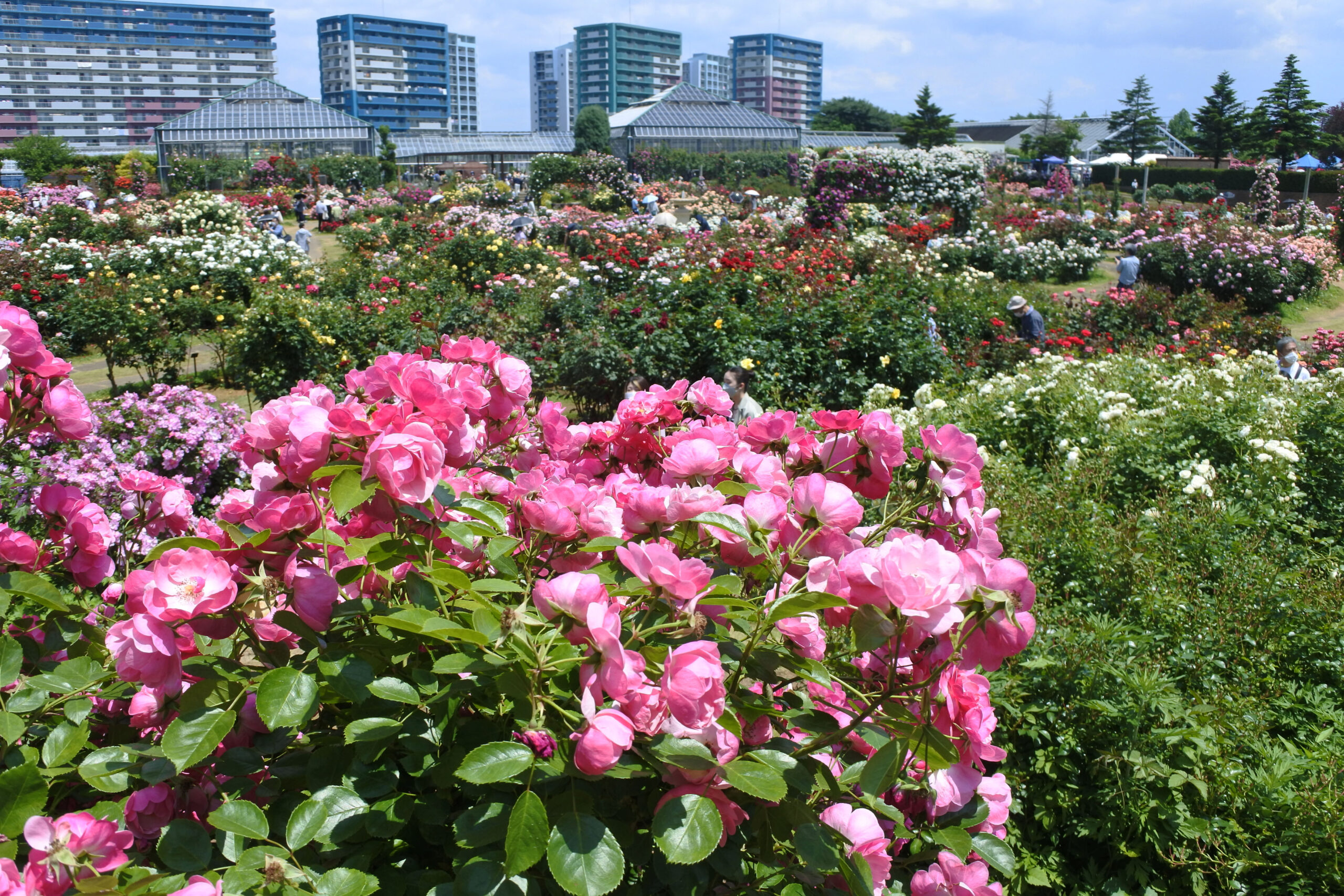 京成バラ園