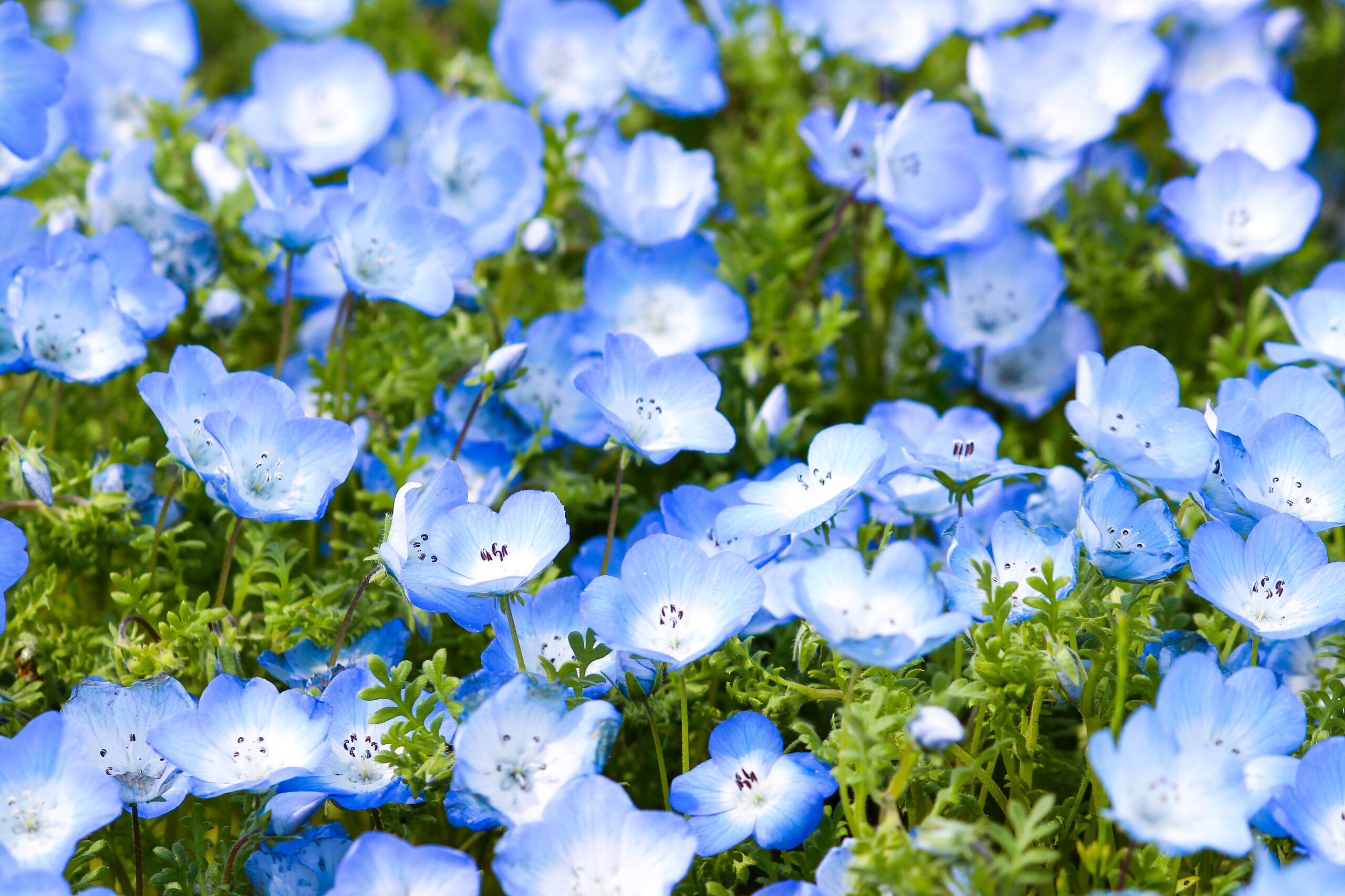 くじゅう花公園