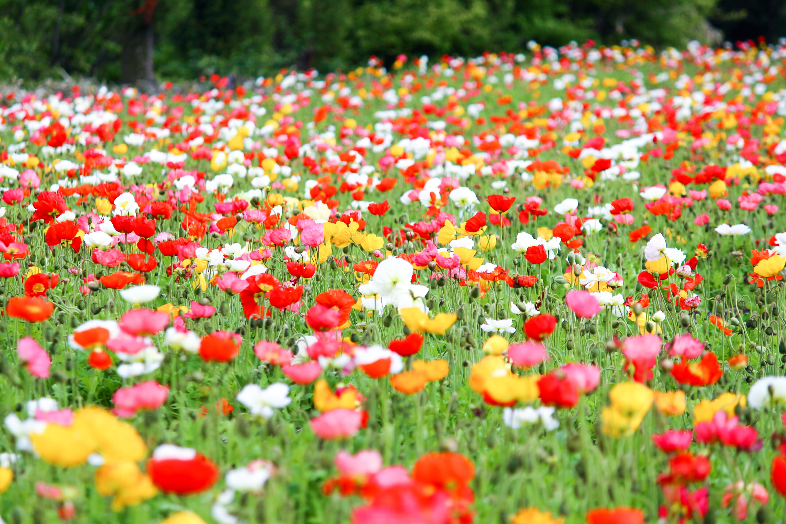 くじゅう花公園