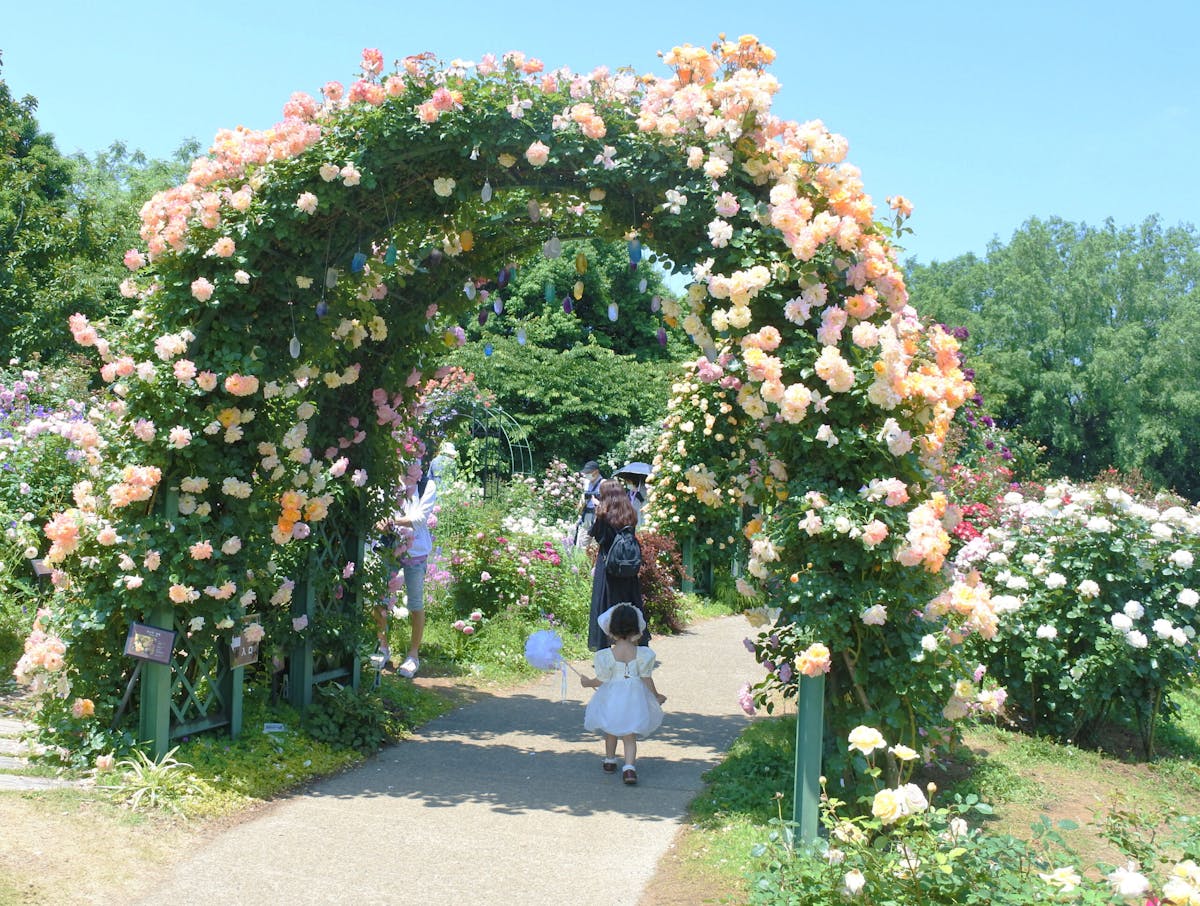 22年春は カラー オブ スプリング 京成バラ園のピークはまばゆい色彩の世界 オマツリジャパン あなたと祭りをつなげるメディア 22年春は カラー オブ スプリング 京成バラ園のピークはまばゆい色彩の世界 オマツリジャパン あなたと祭りをつなげるメディア