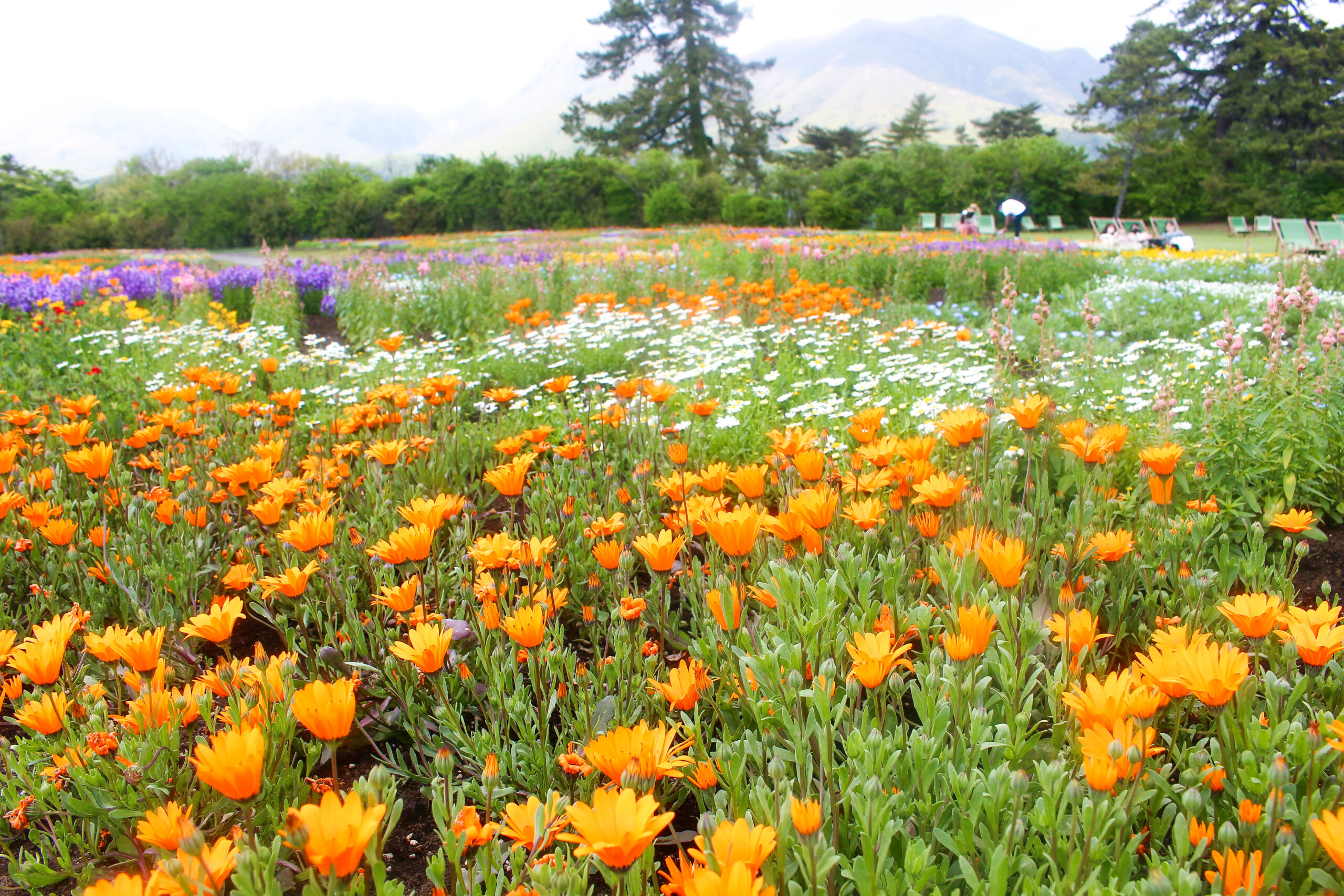 くじゅう花公園