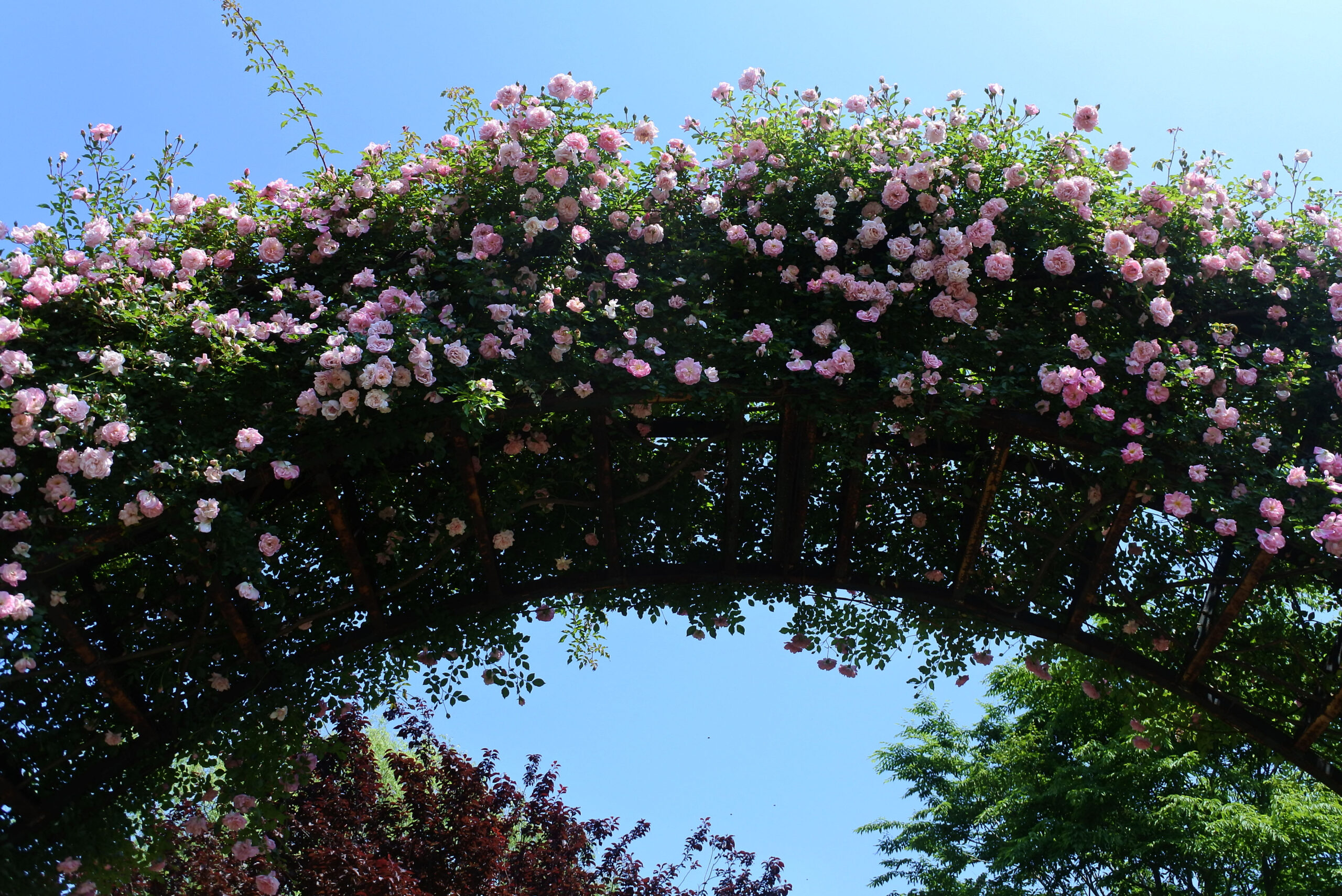 京成バラ園 大アーチ