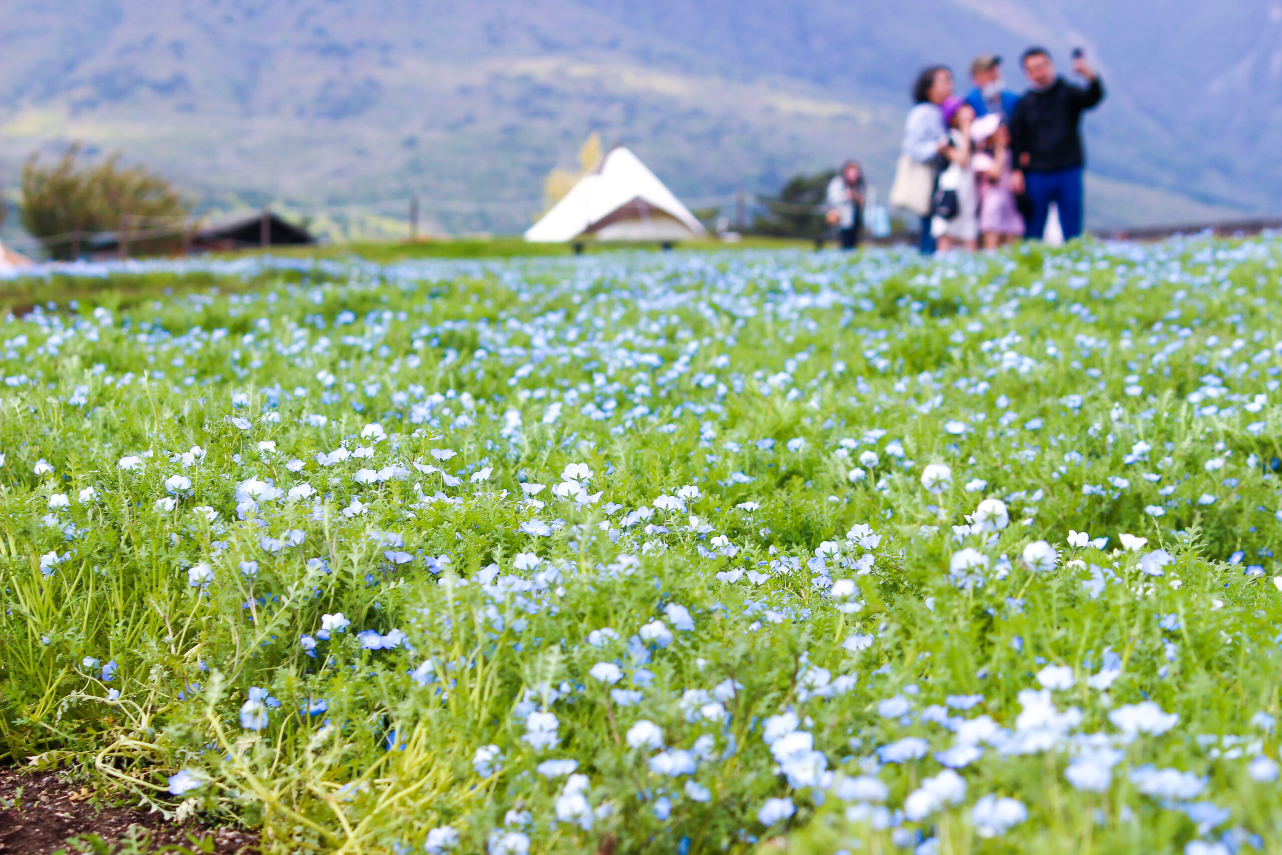 くじゅう花公園