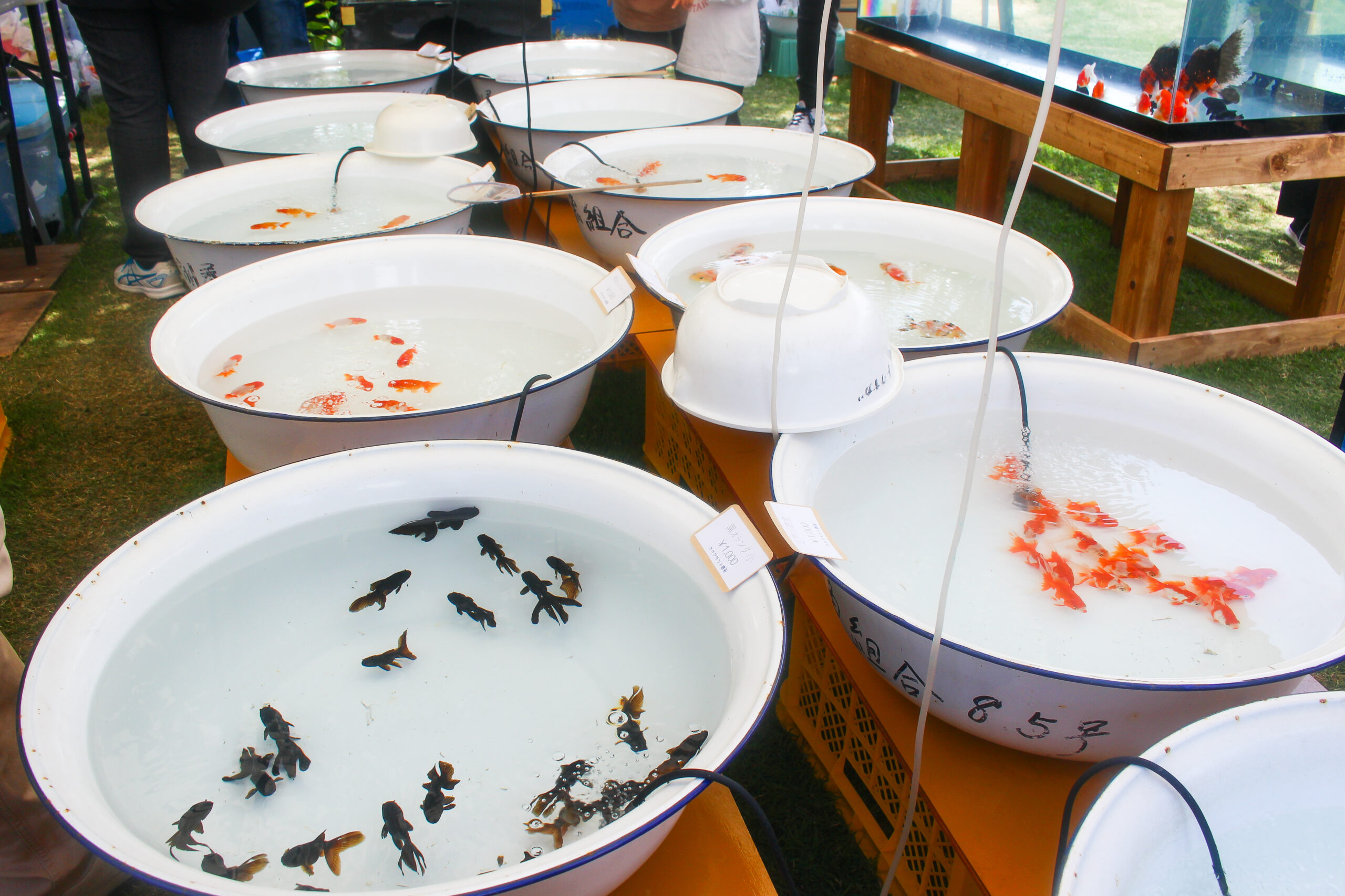 長洲金魚まつり