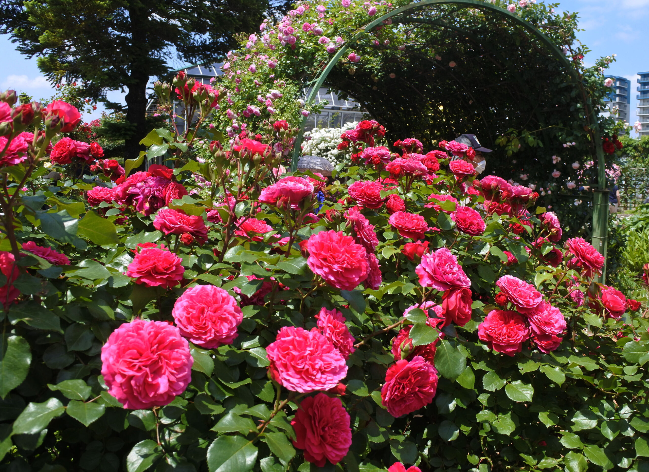 京成バラ園