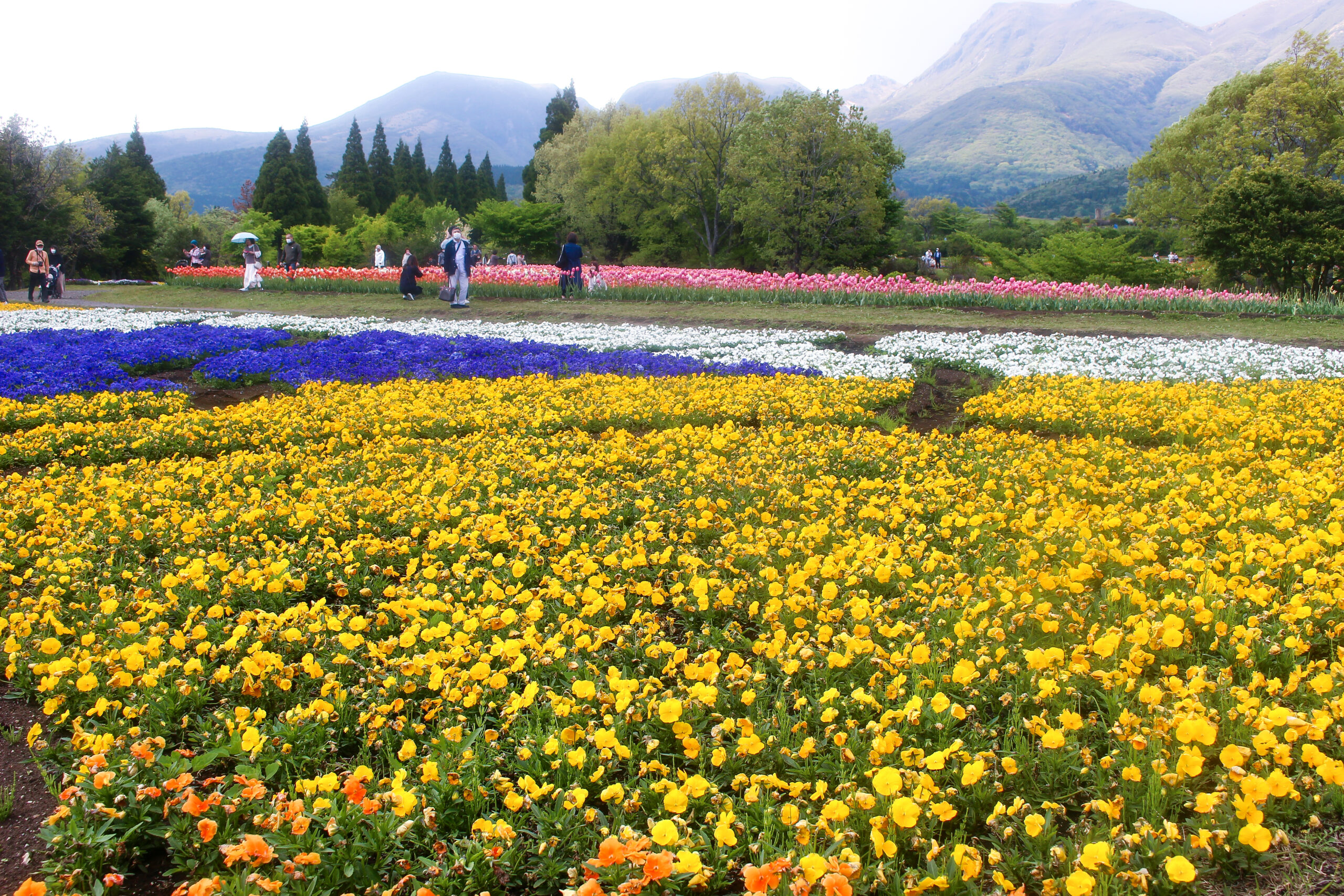 くじゅう花公園