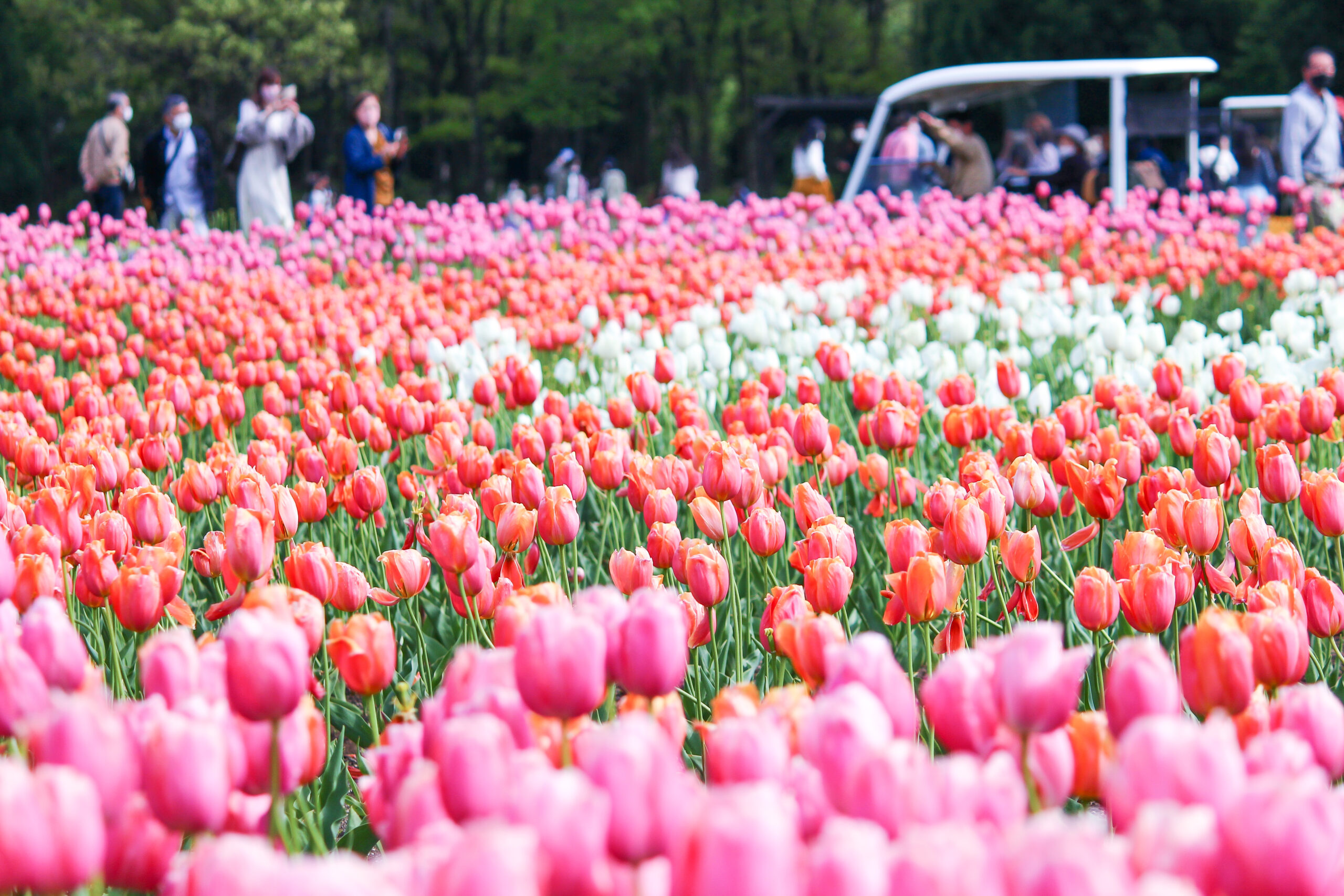 くじゅう花公園