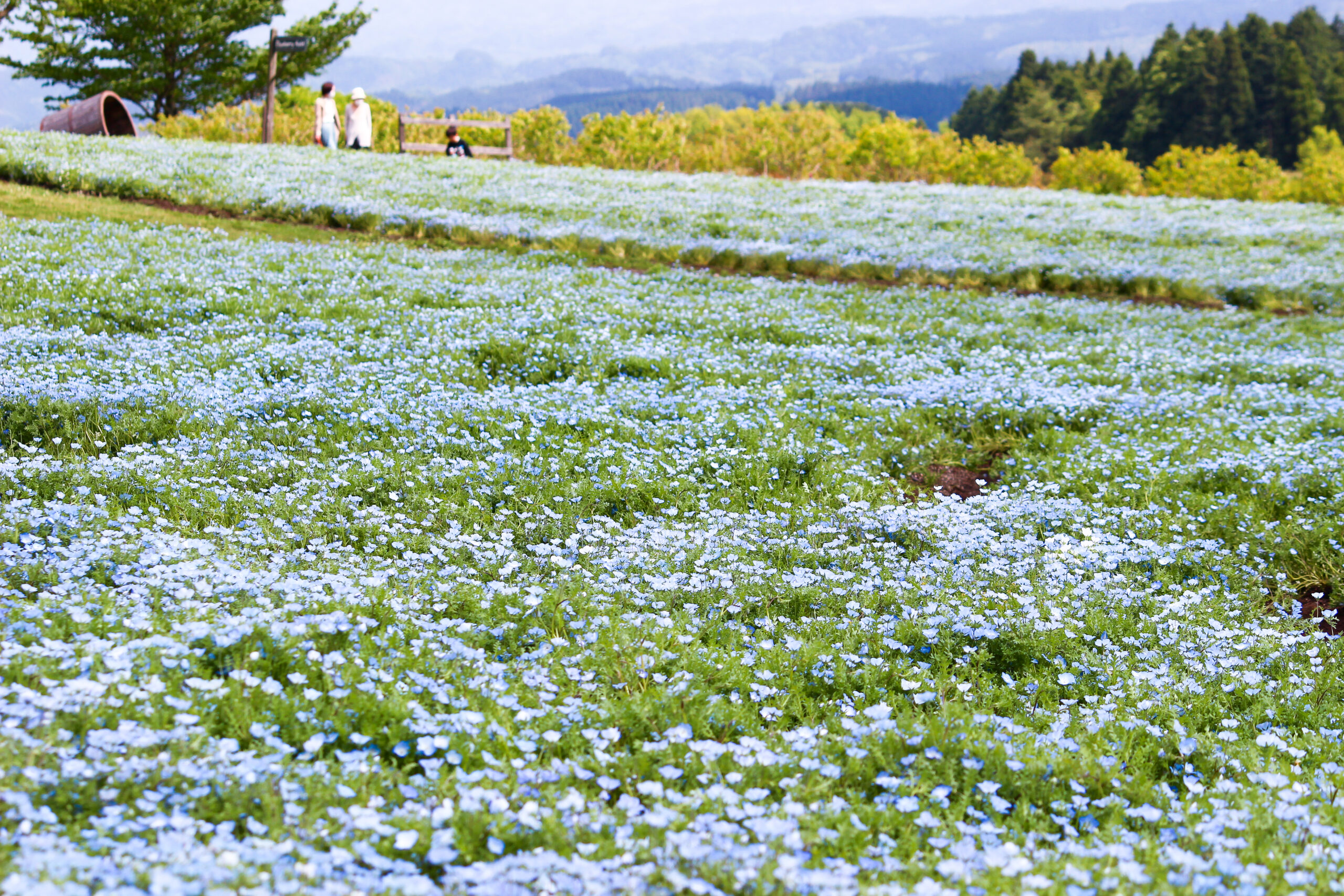 くじゅう花公園