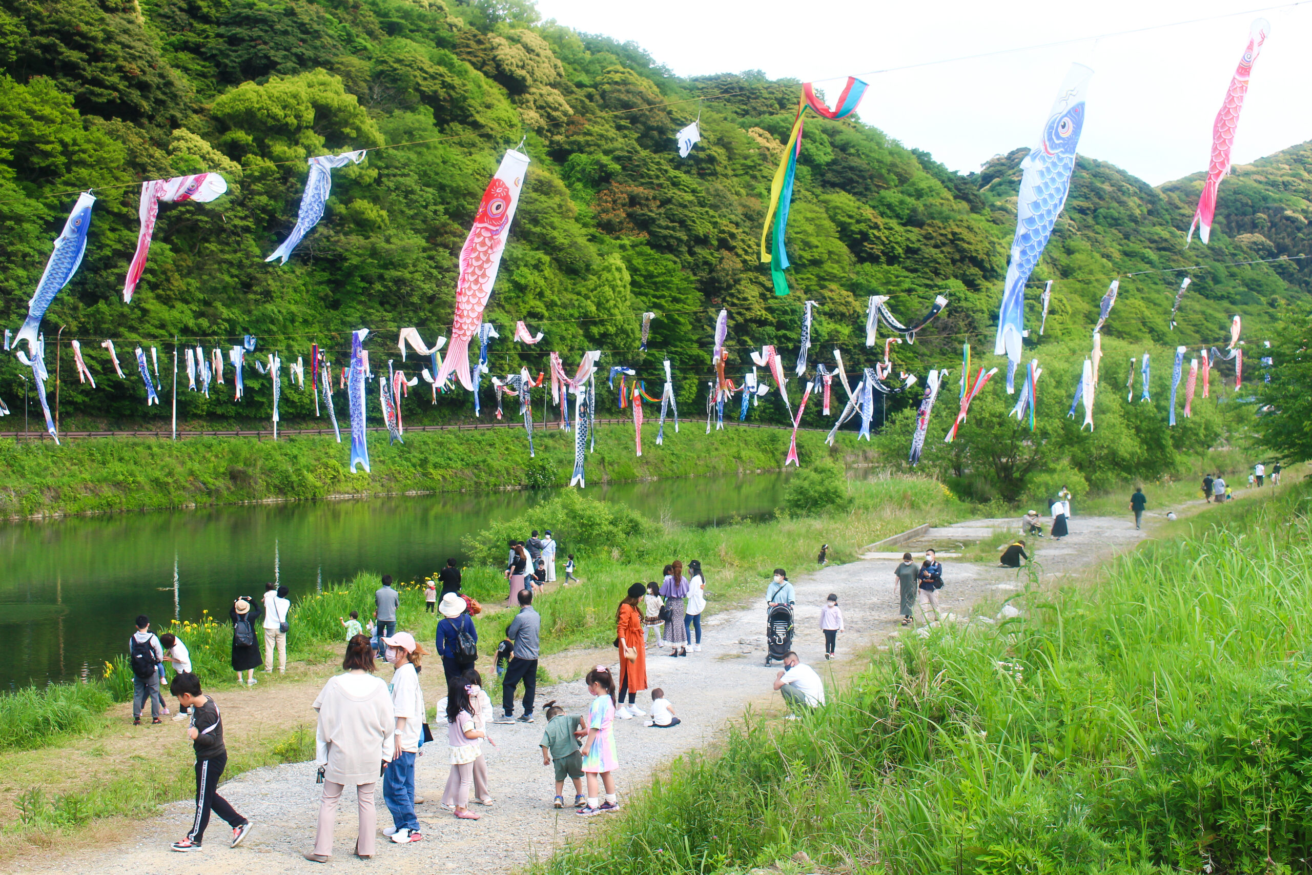 紫川こいのぼりまつり