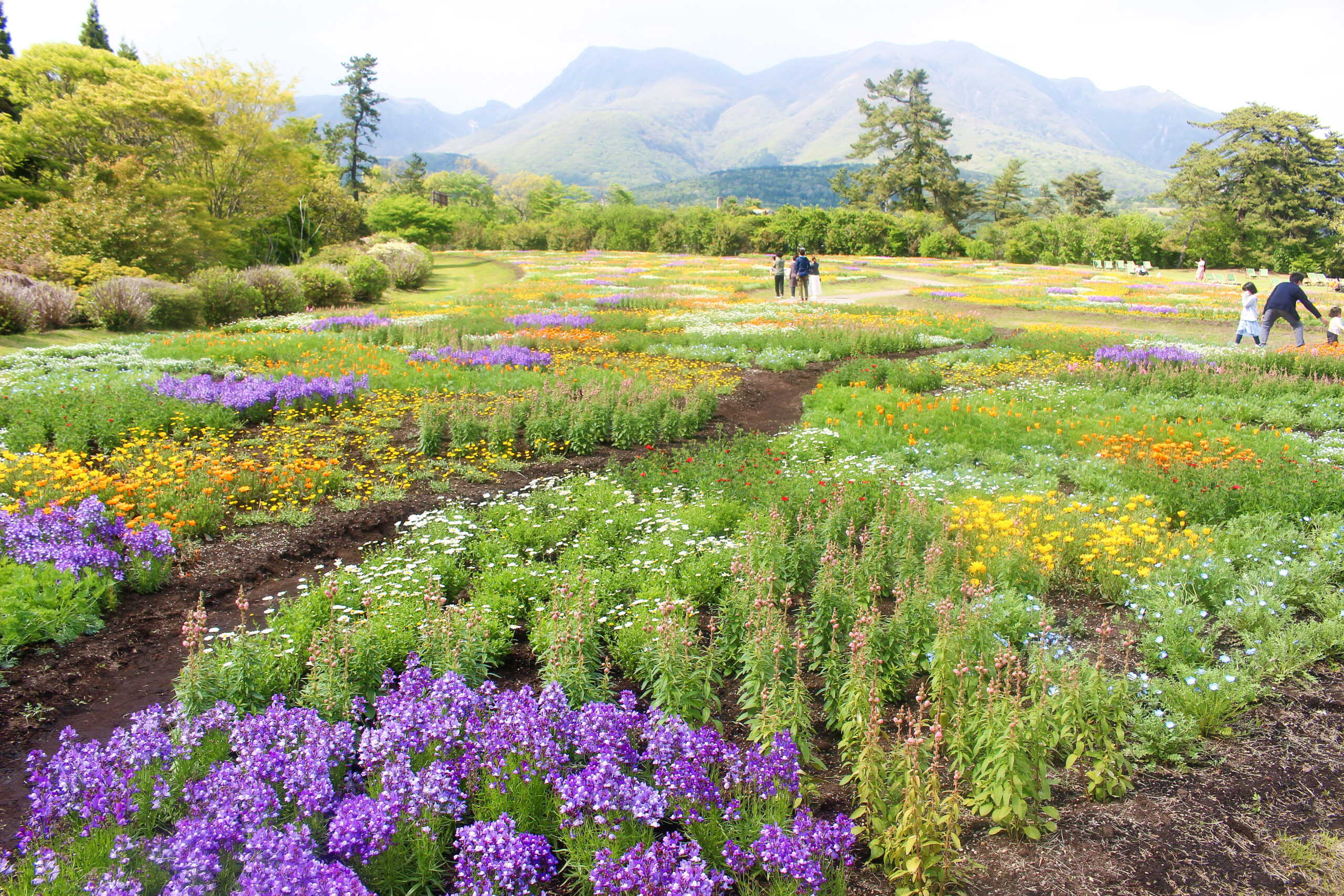 くじゅう花公園