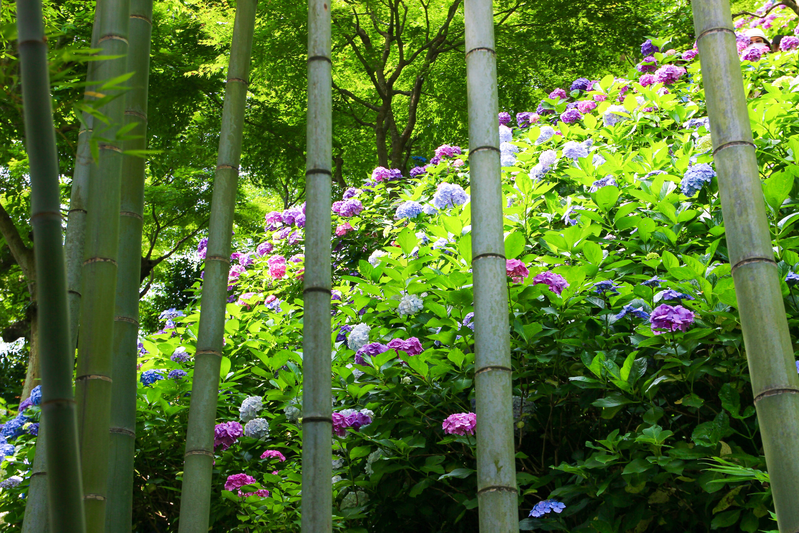 長谷寺あじさい