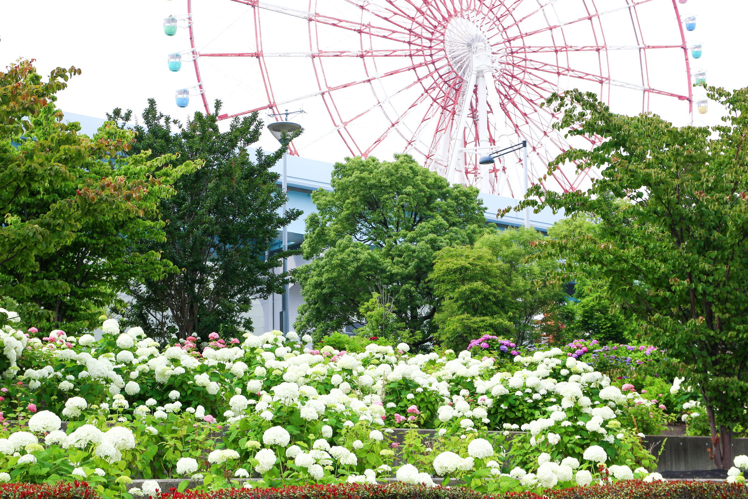 お台場あじさい