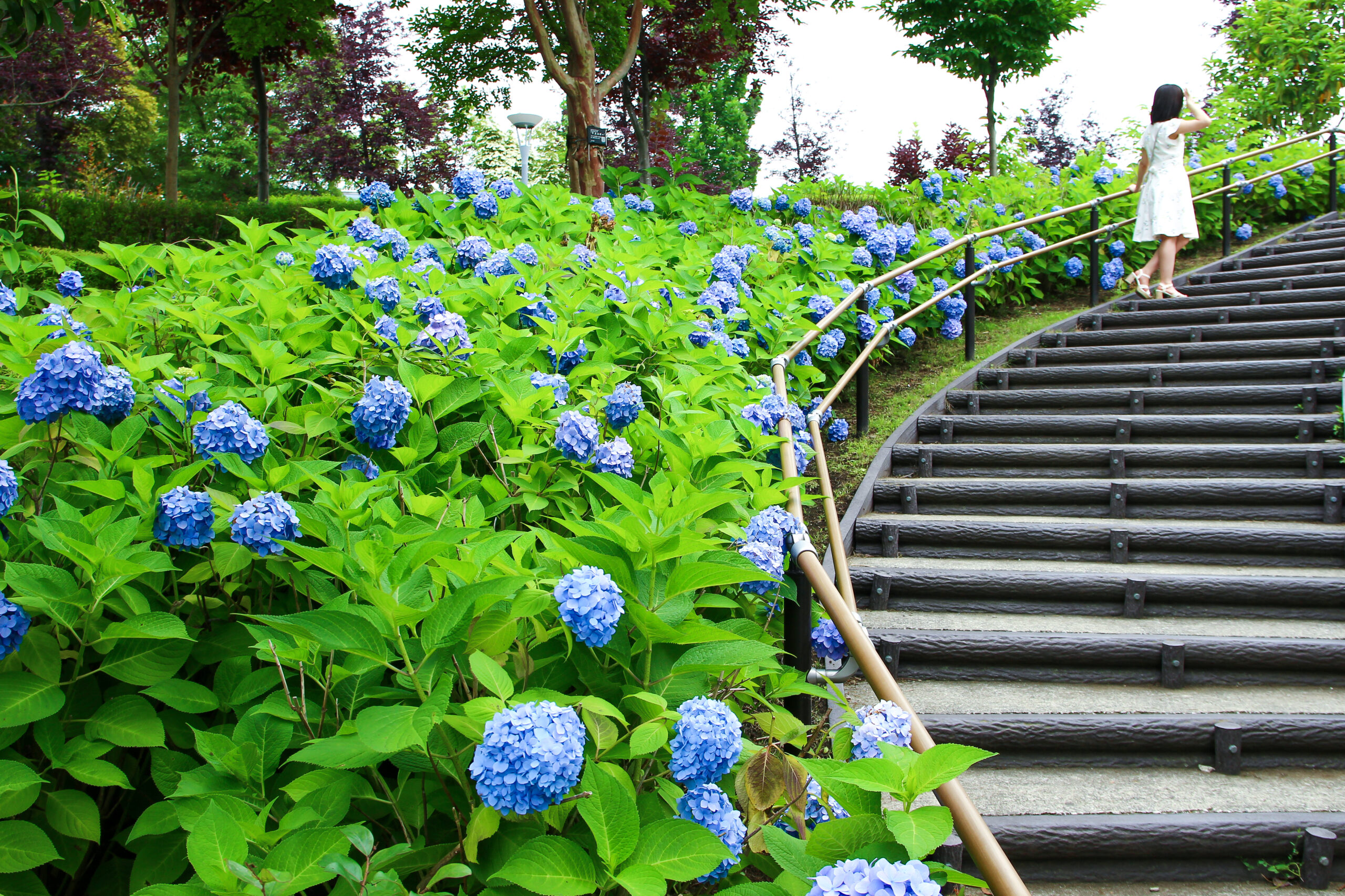 お台場あじさい