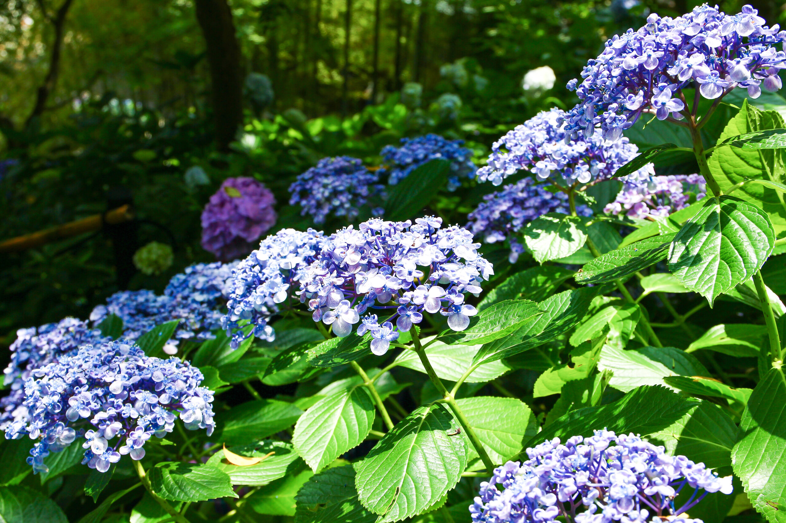 長谷寺あじさい