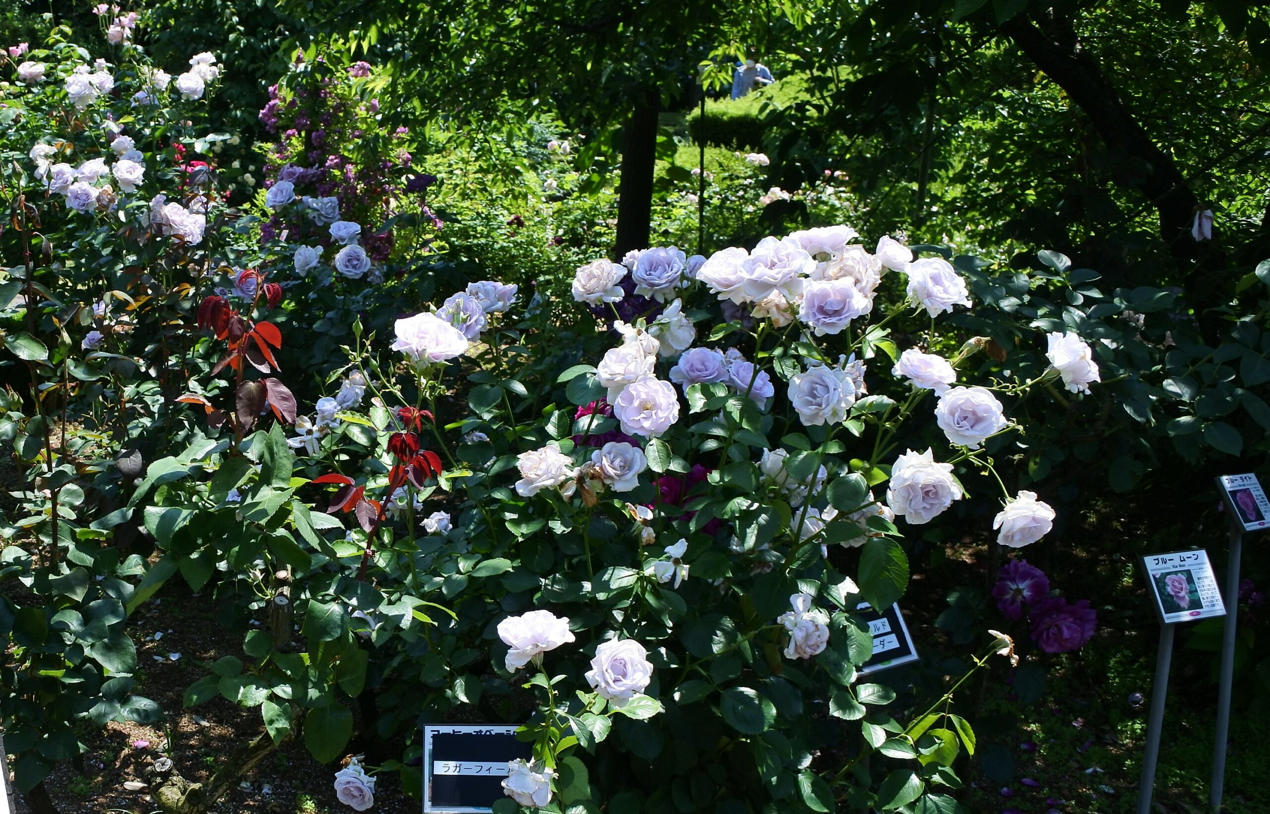 谷津バラ園