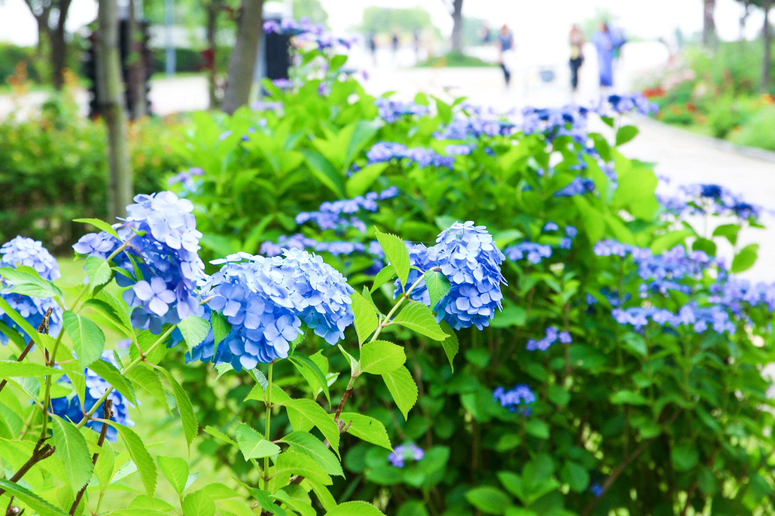 お台場あじさい