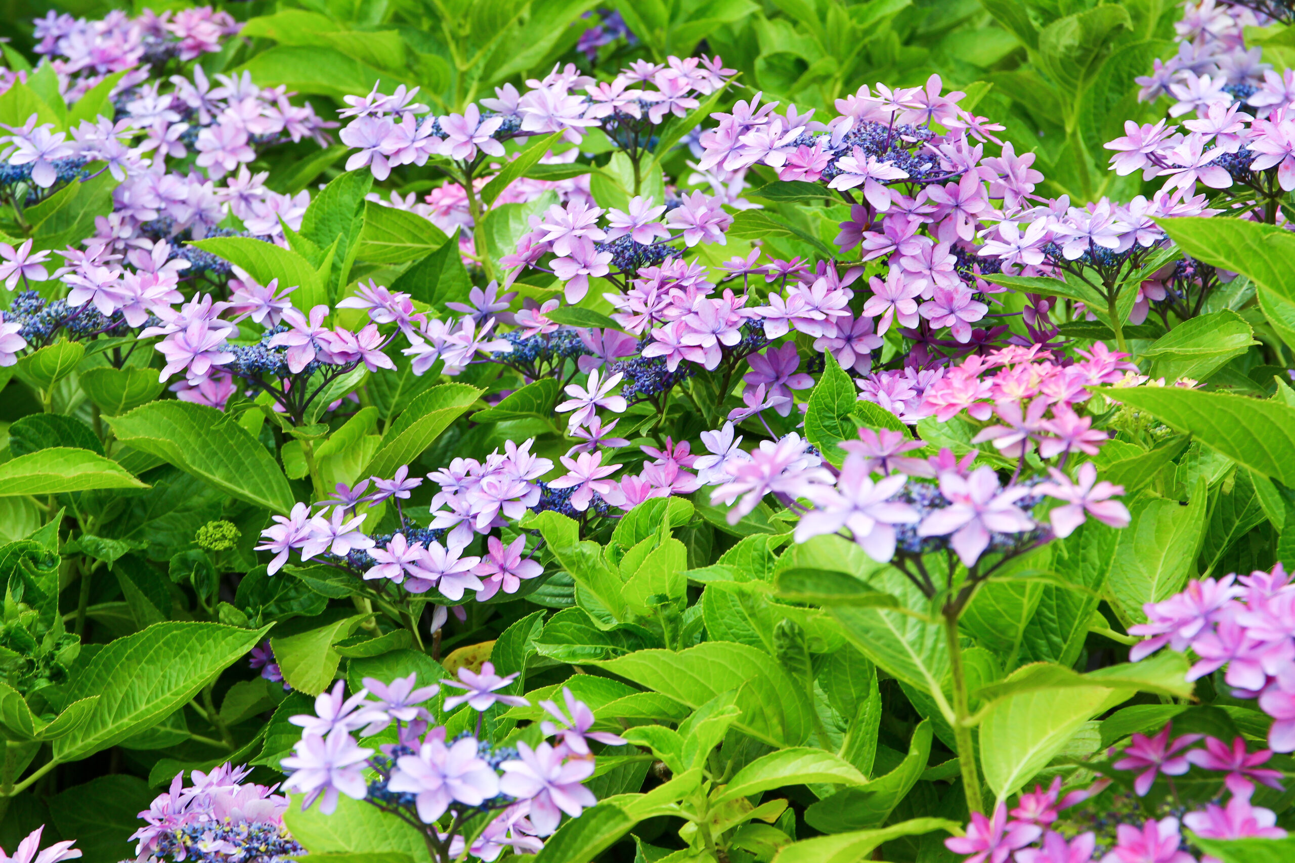 お台場あじさい