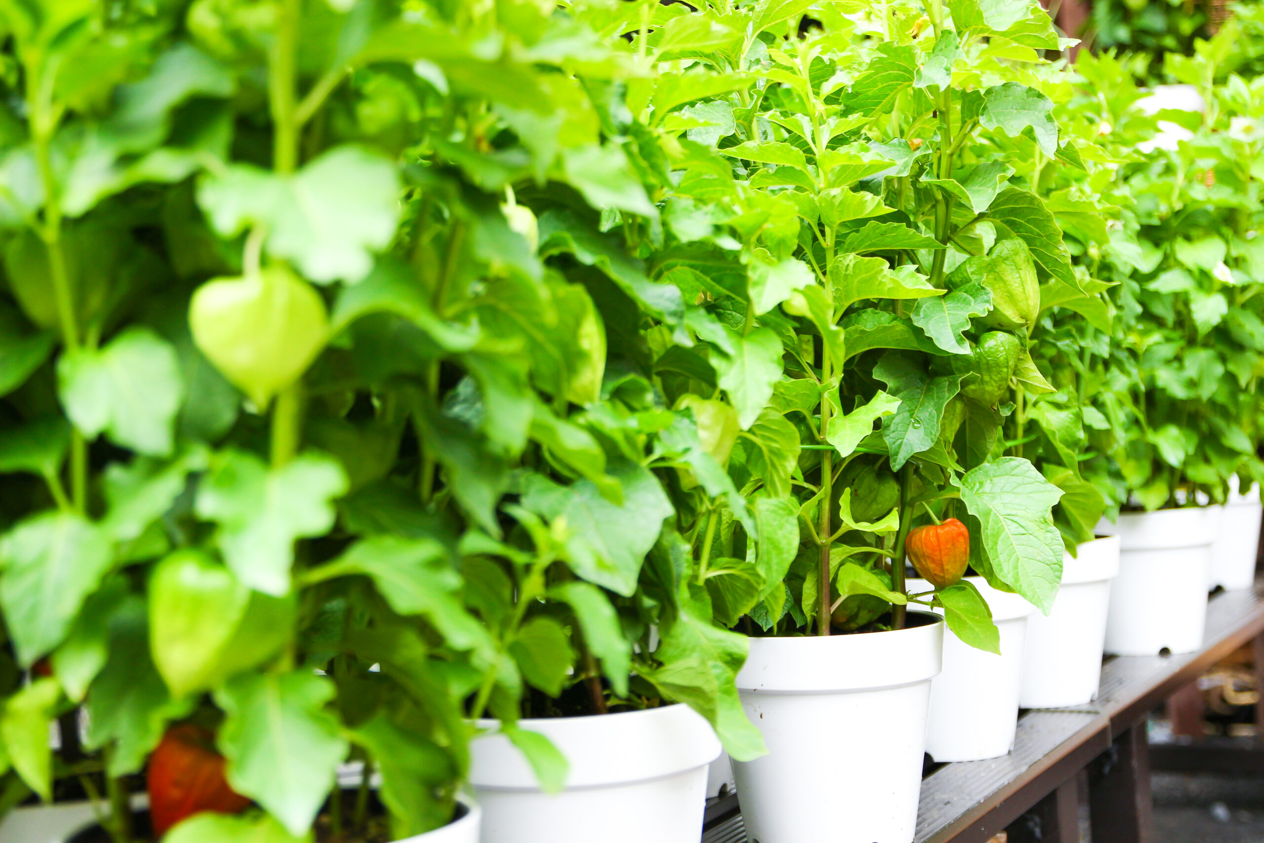 愛宕神社ほおづき縁日