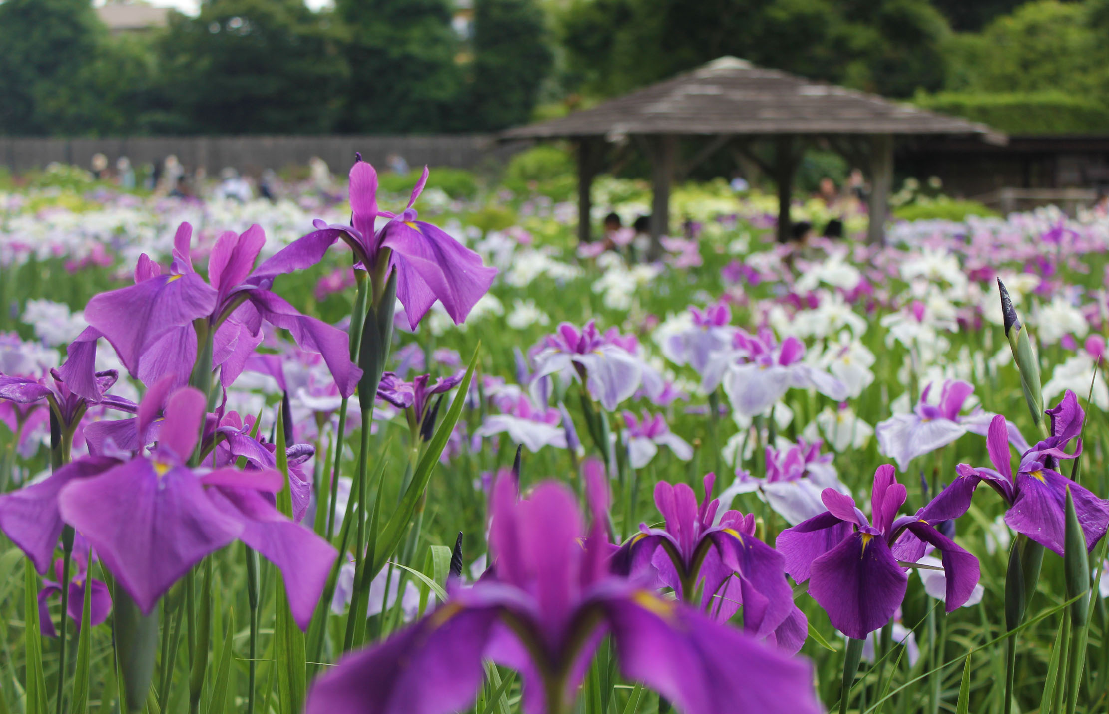 染谷花しょうぶ園
