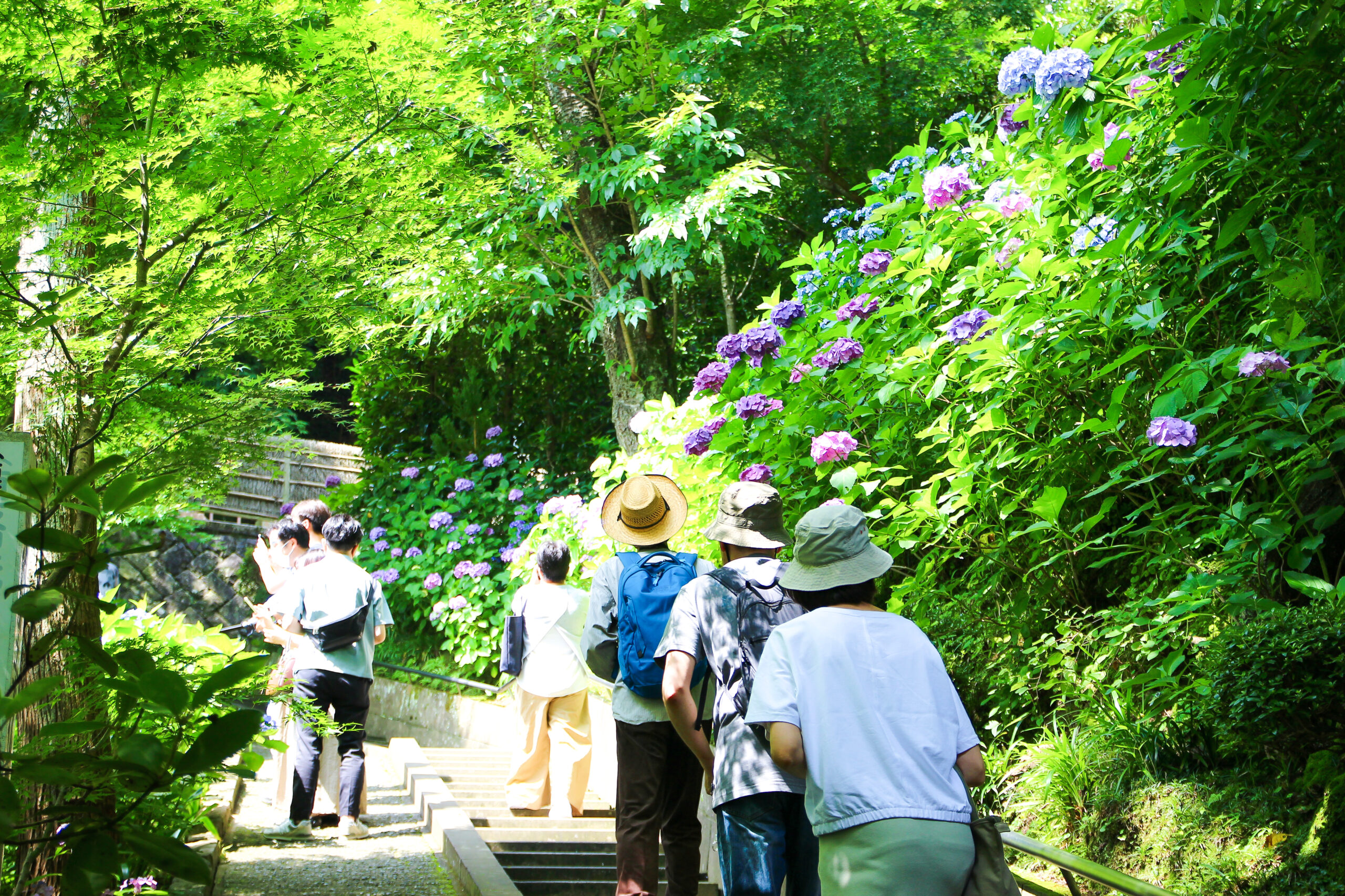 長谷寺あじさい
