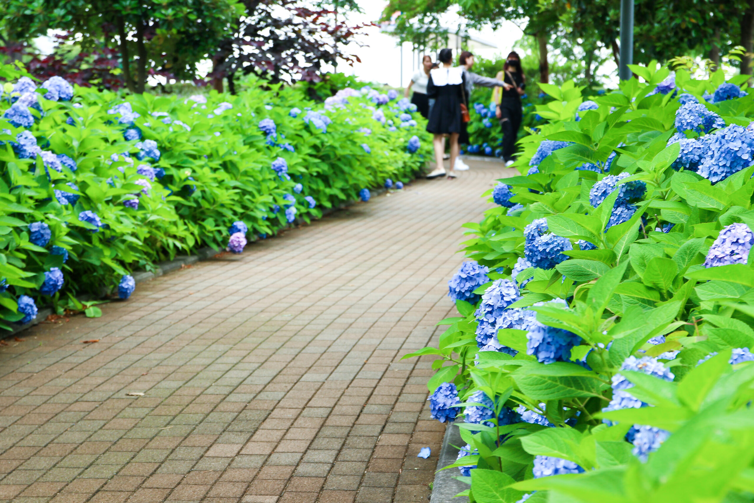 お台場あじさい