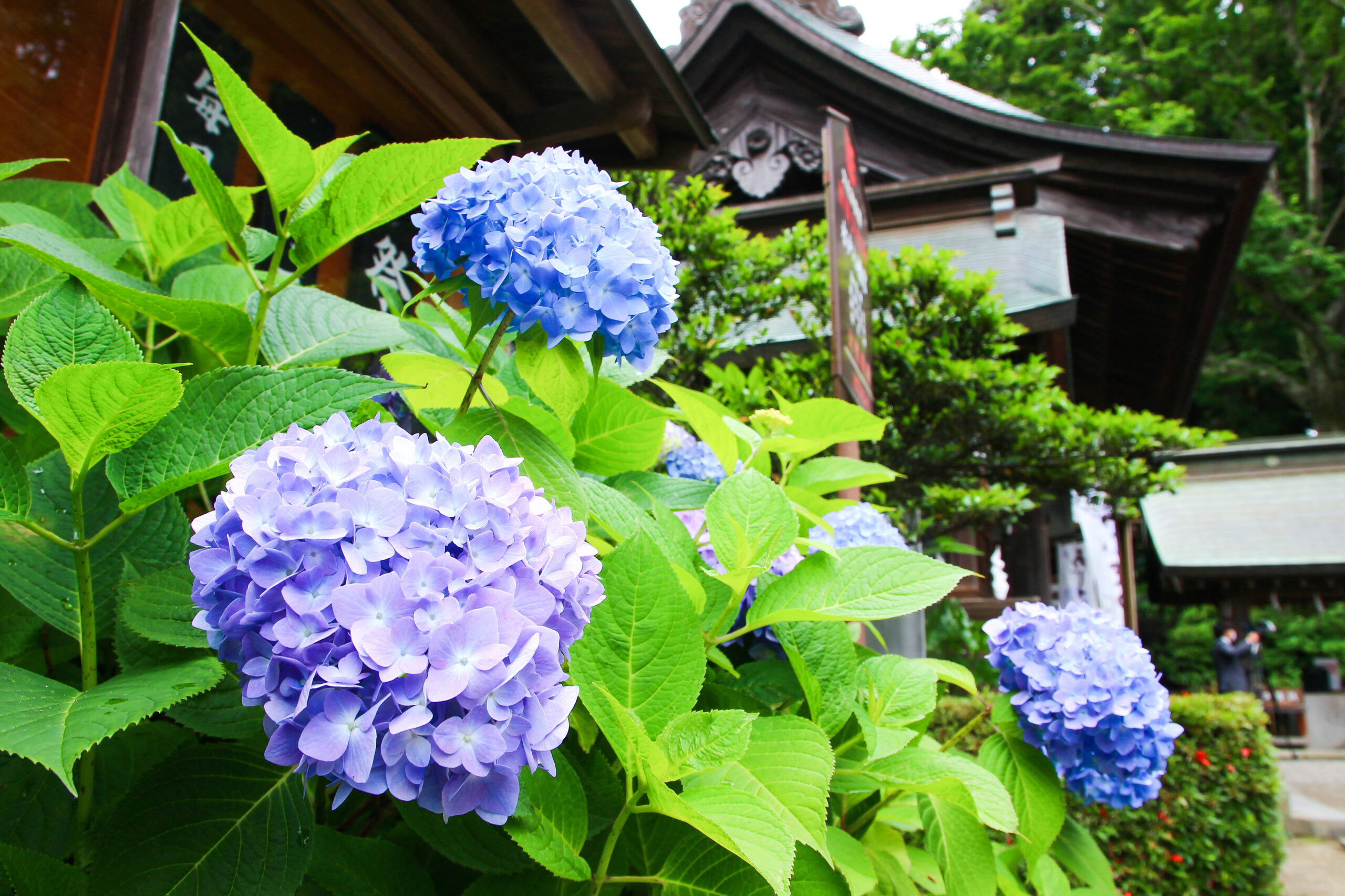 水戸のあじさいまつり