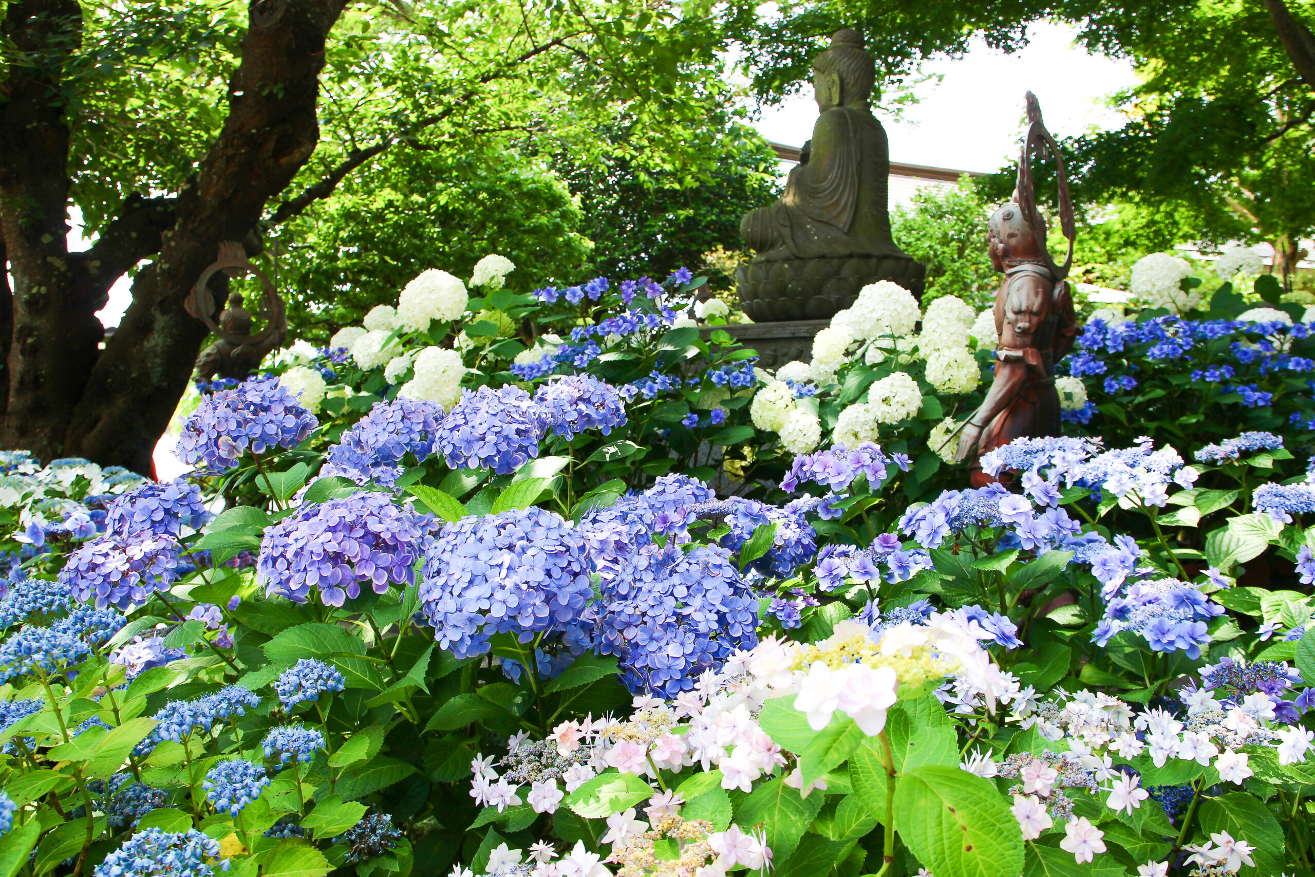 長谷寺あじさい