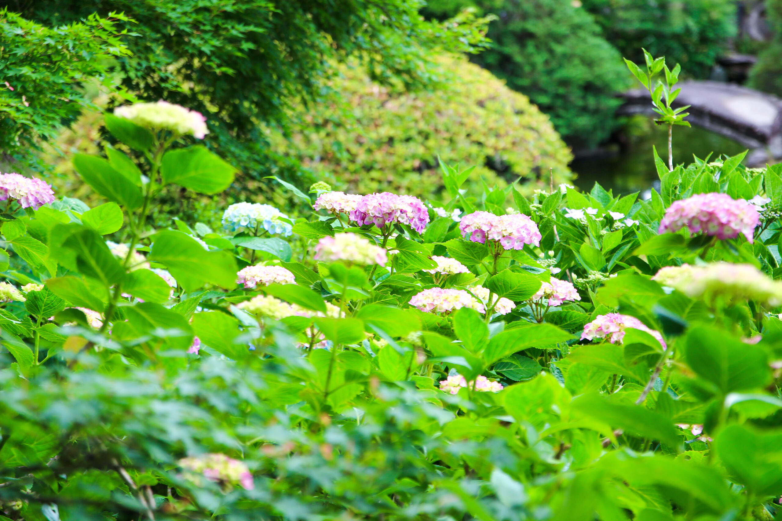 水戸のあじさいまつり