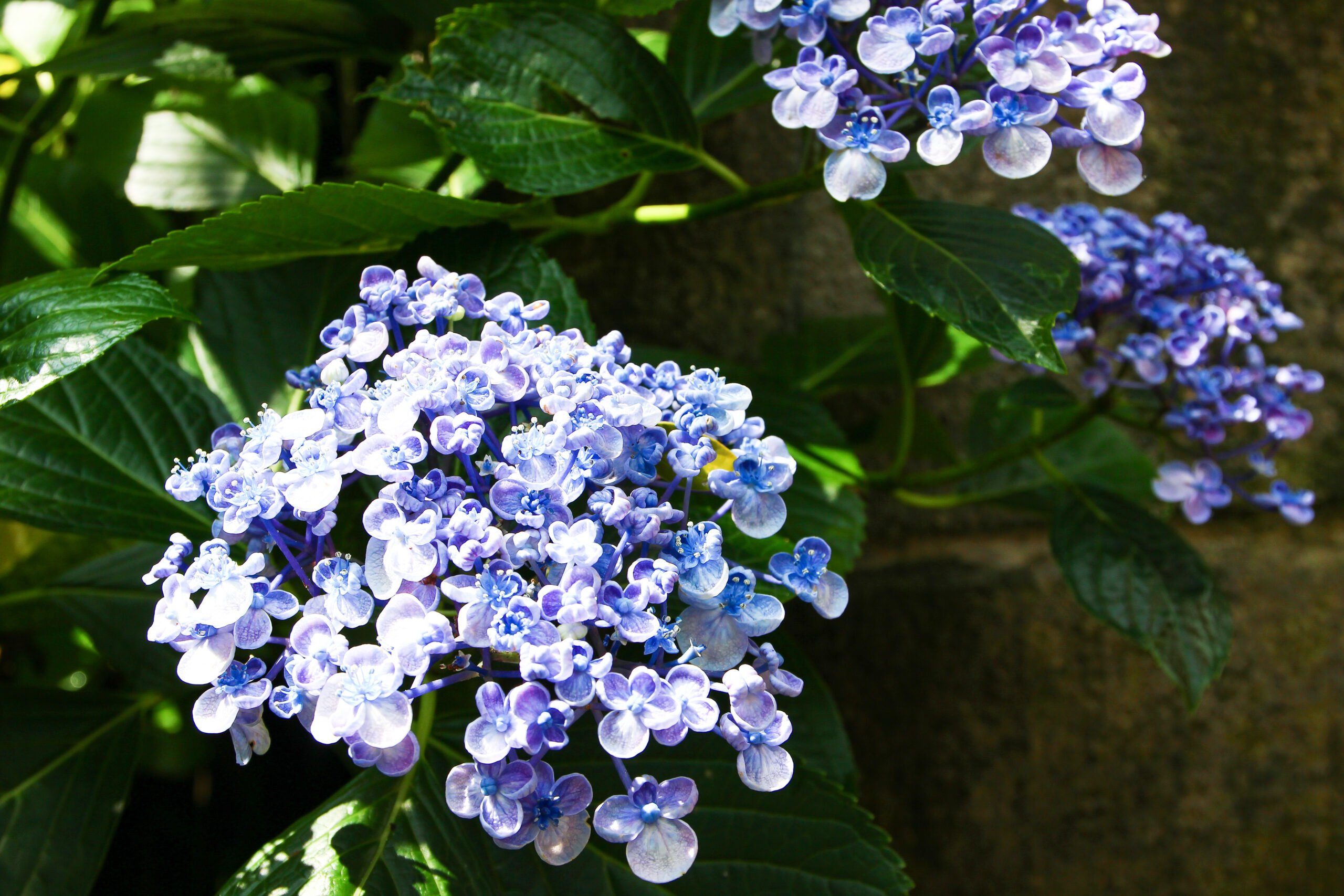 長谷寺あじさい