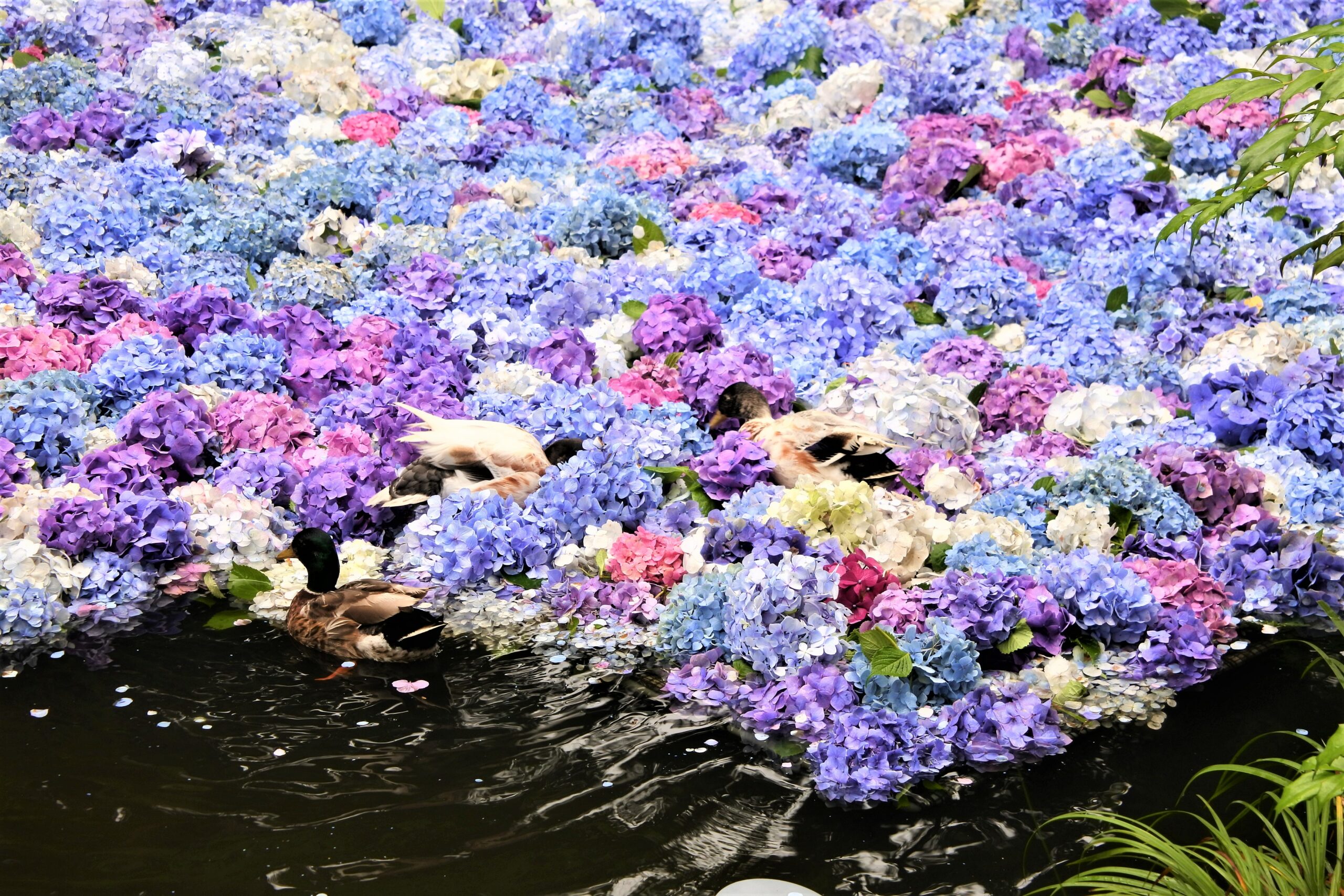 雨引観音「あじさい祭」