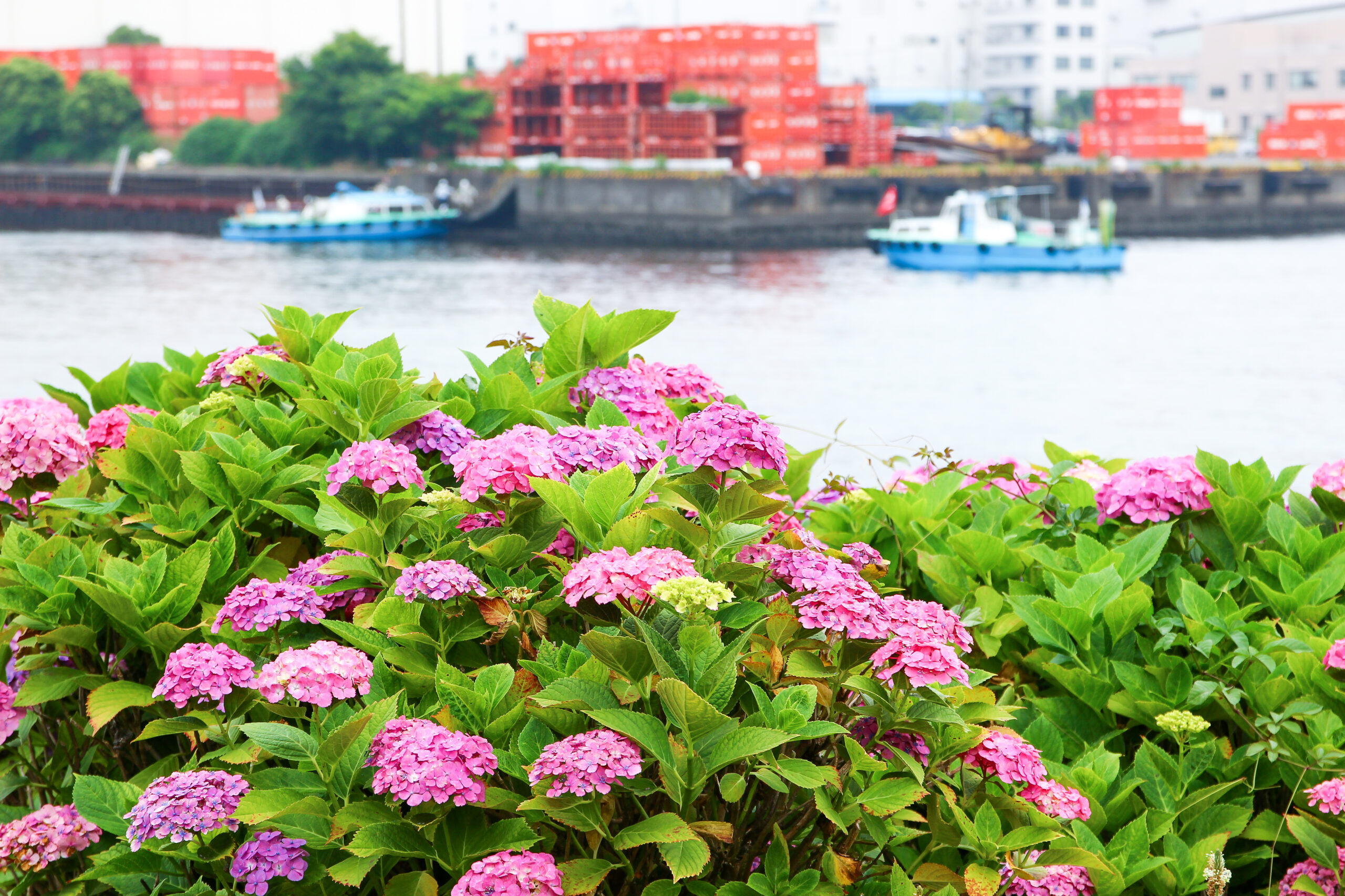 お台場あじさい