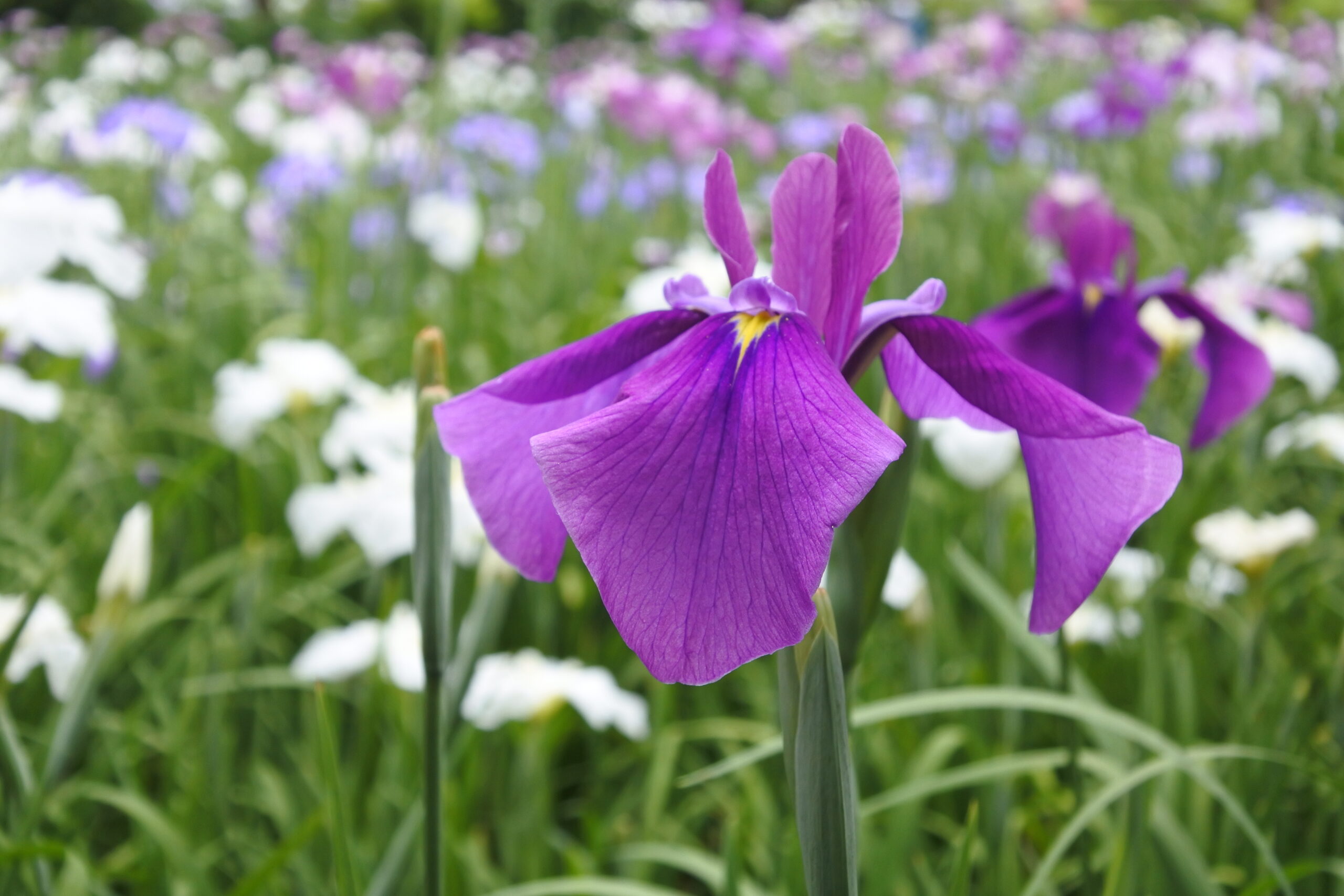染谷花しょうぶ園