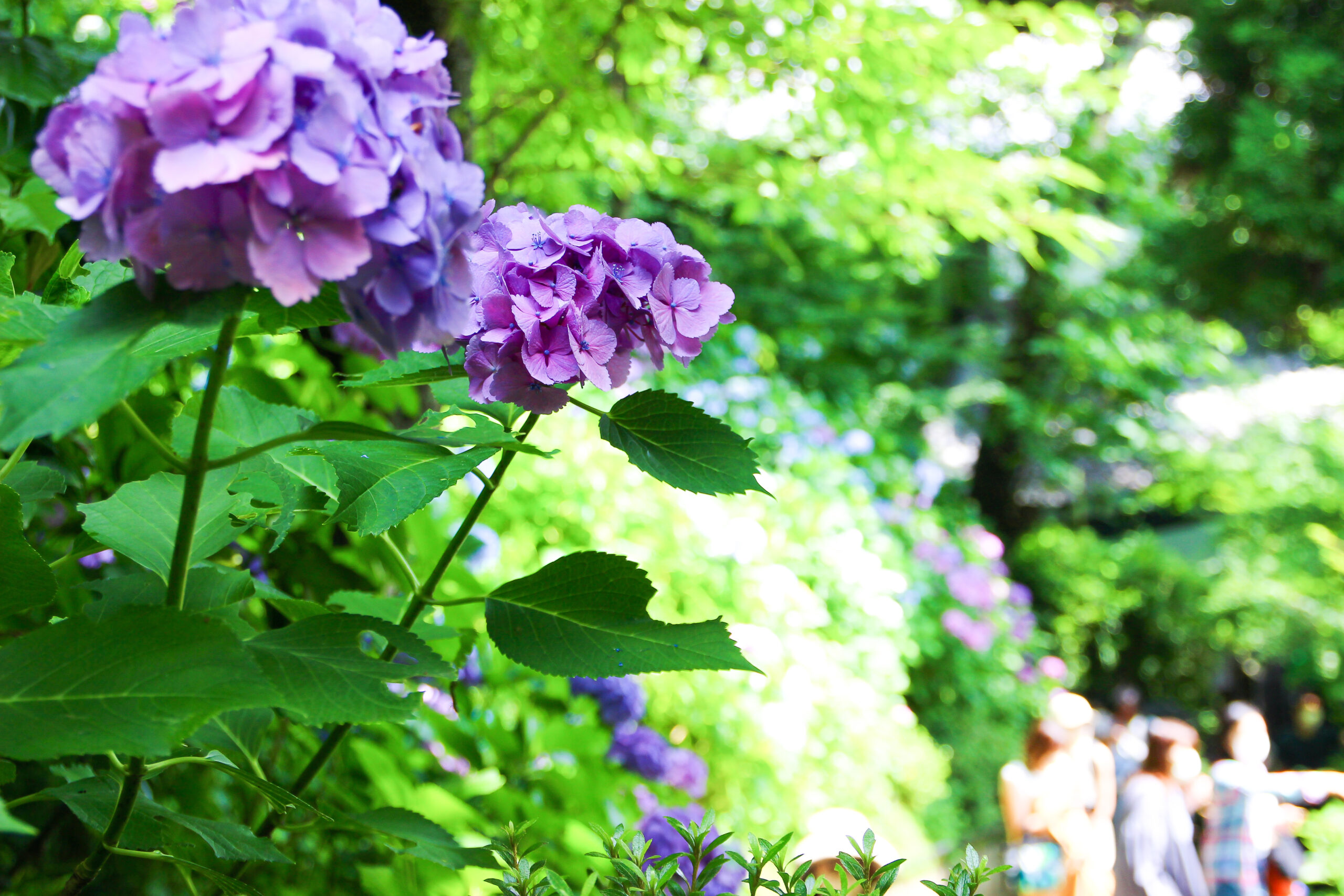 長谷寺あじさい