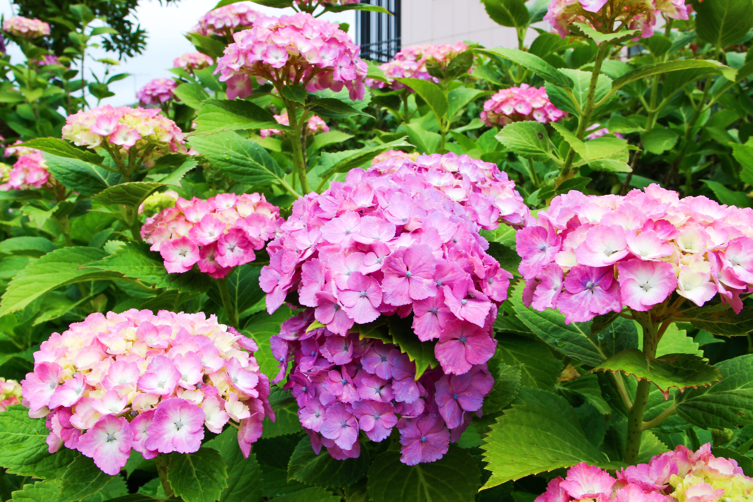 水戸のあじさいまつり