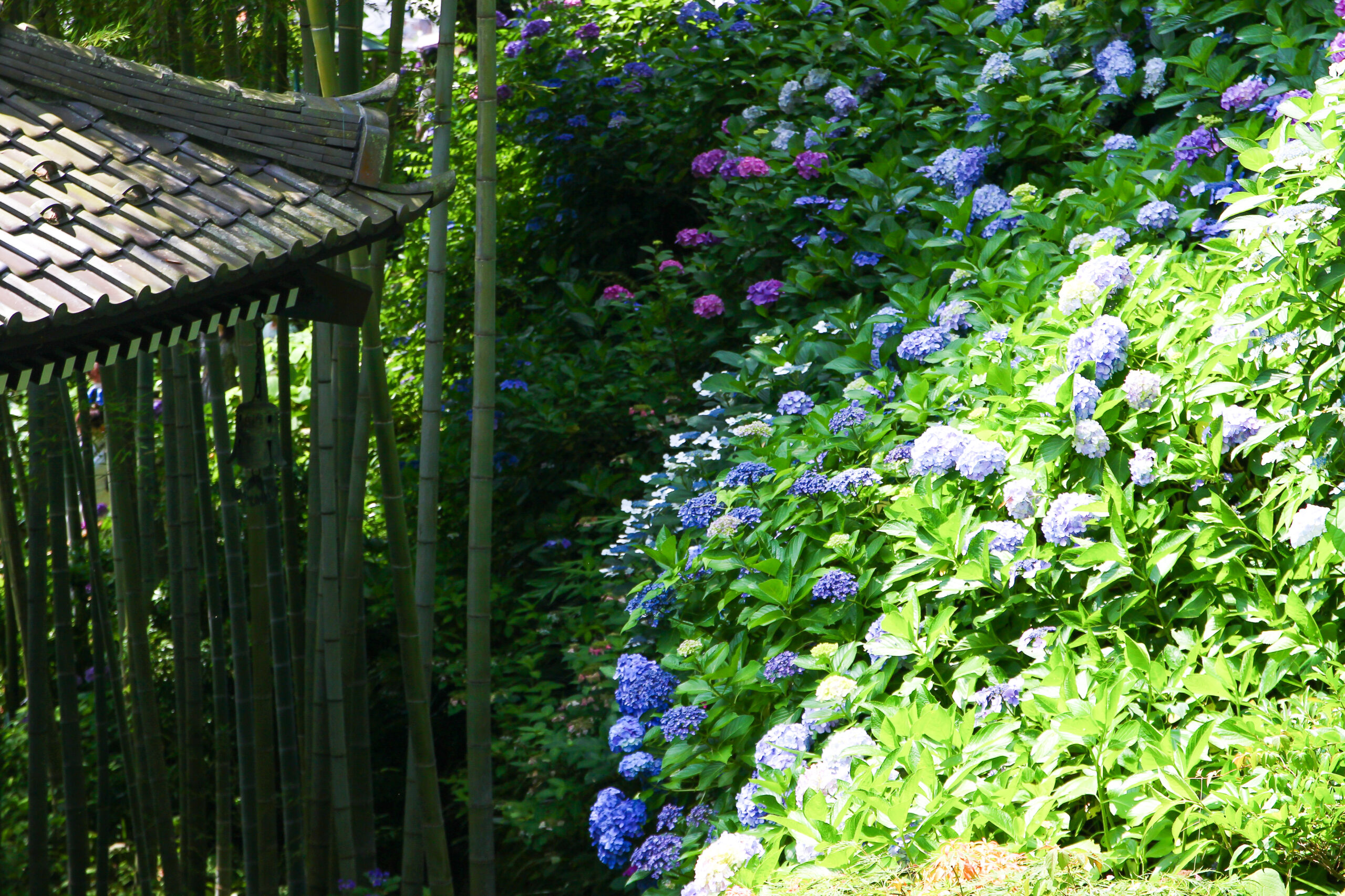 長谷寺あじさい