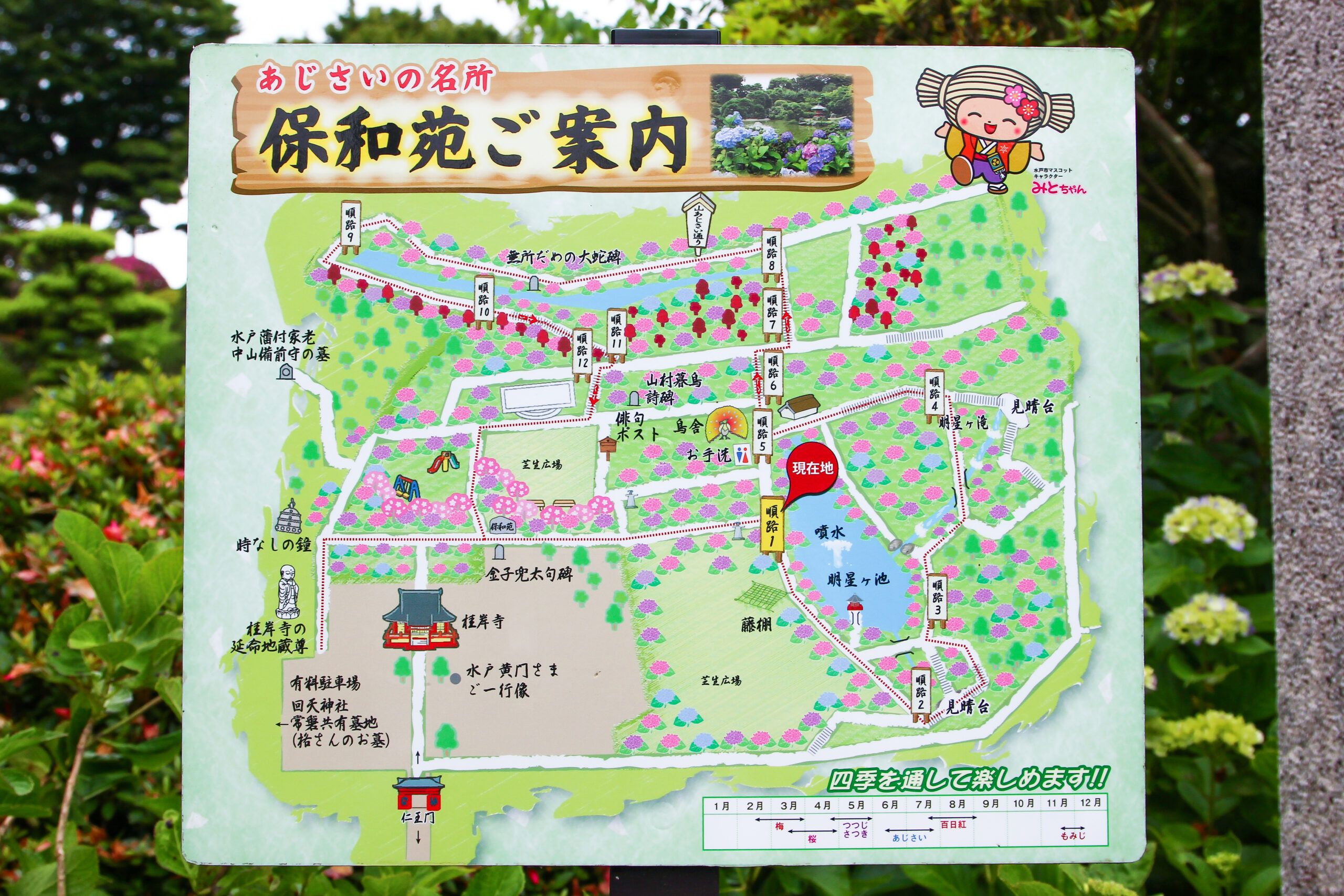 水戸のあじさいまつり