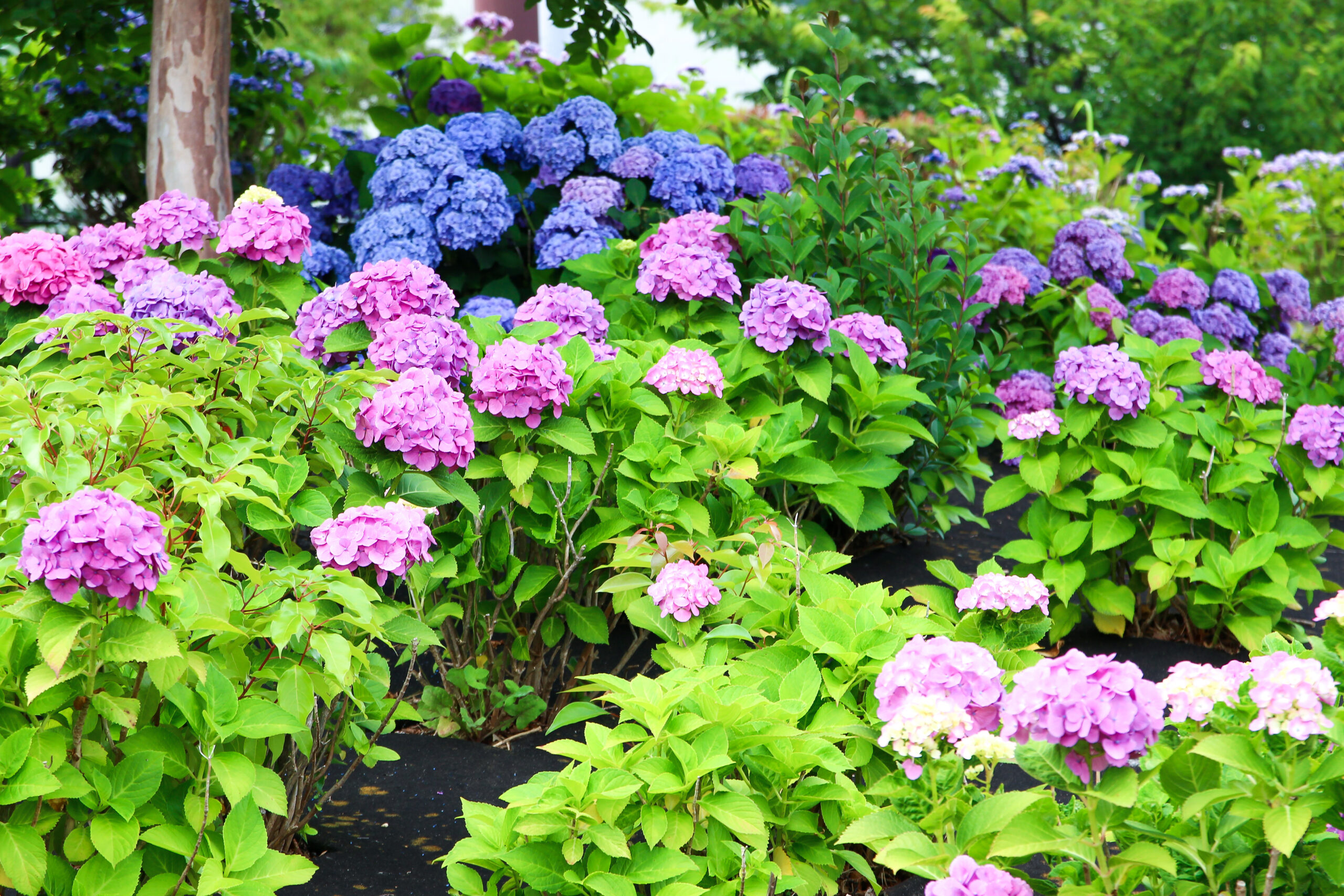 お台場あじさい