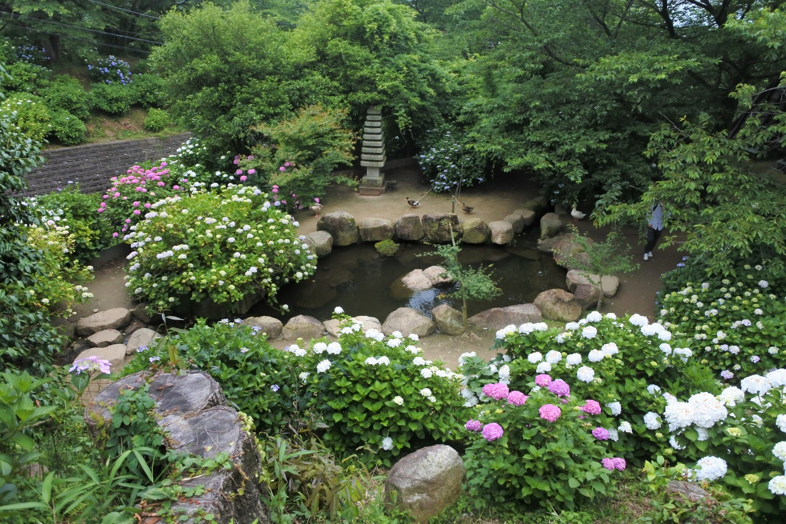 雨引観音「あじさい祭」