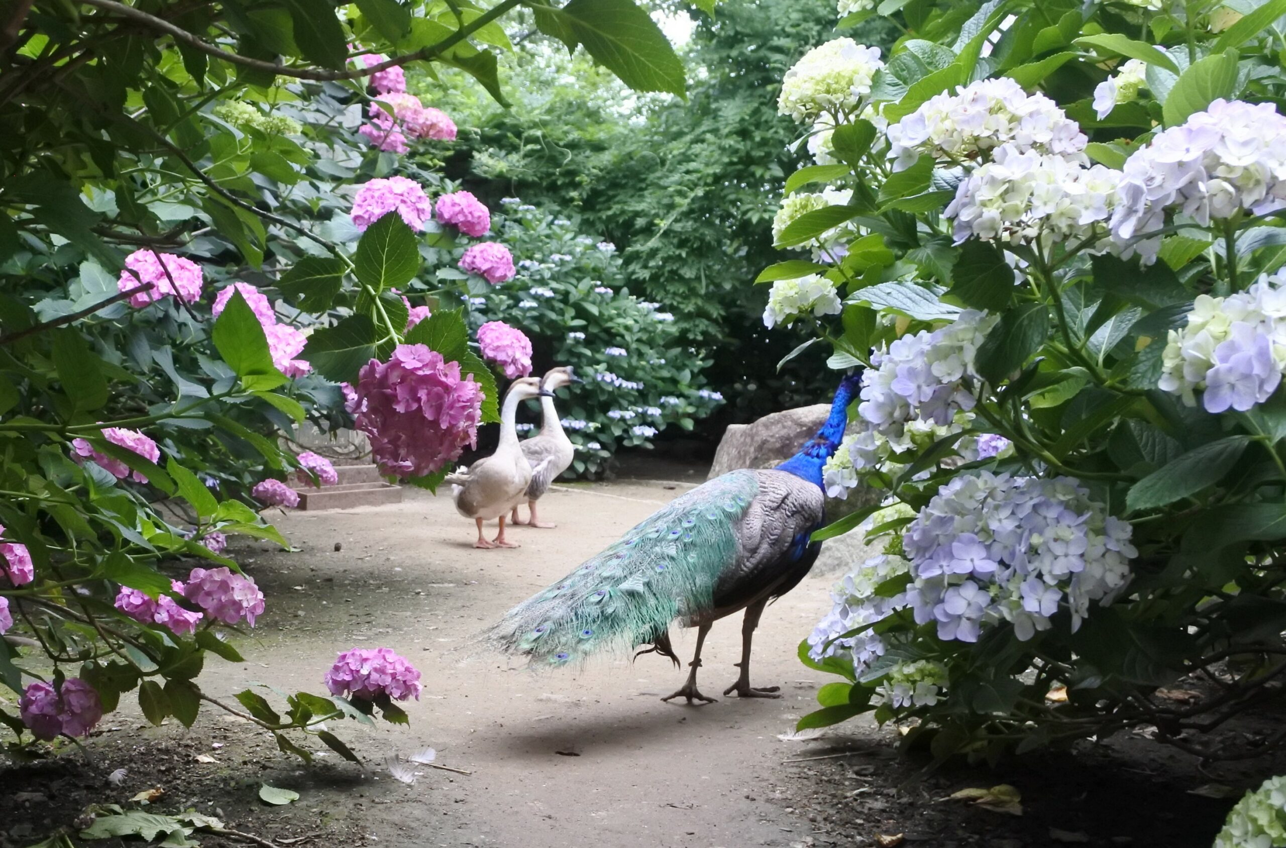 雨引観音「あじさい祭」
