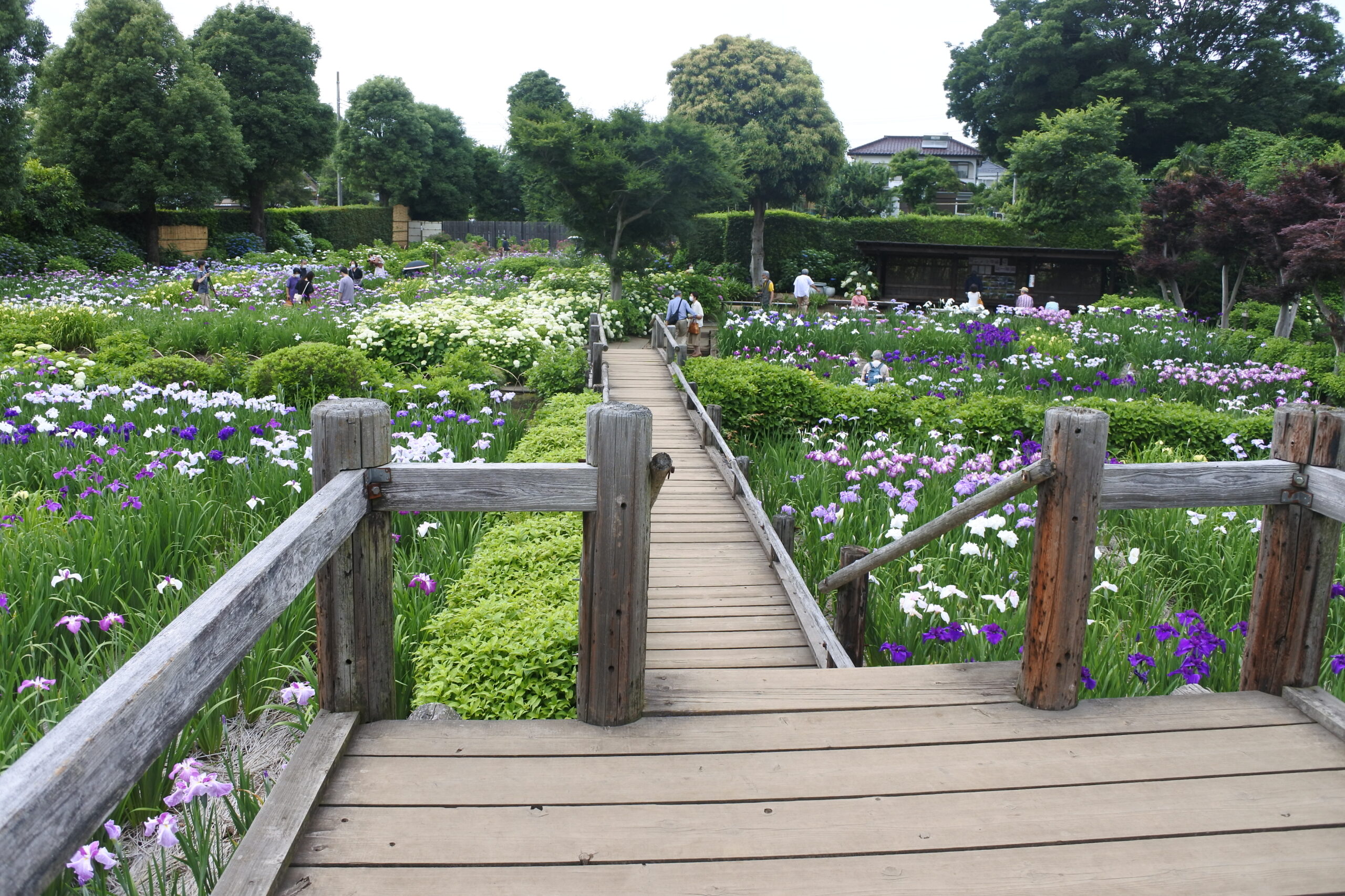 染谷花しょうぶ園
