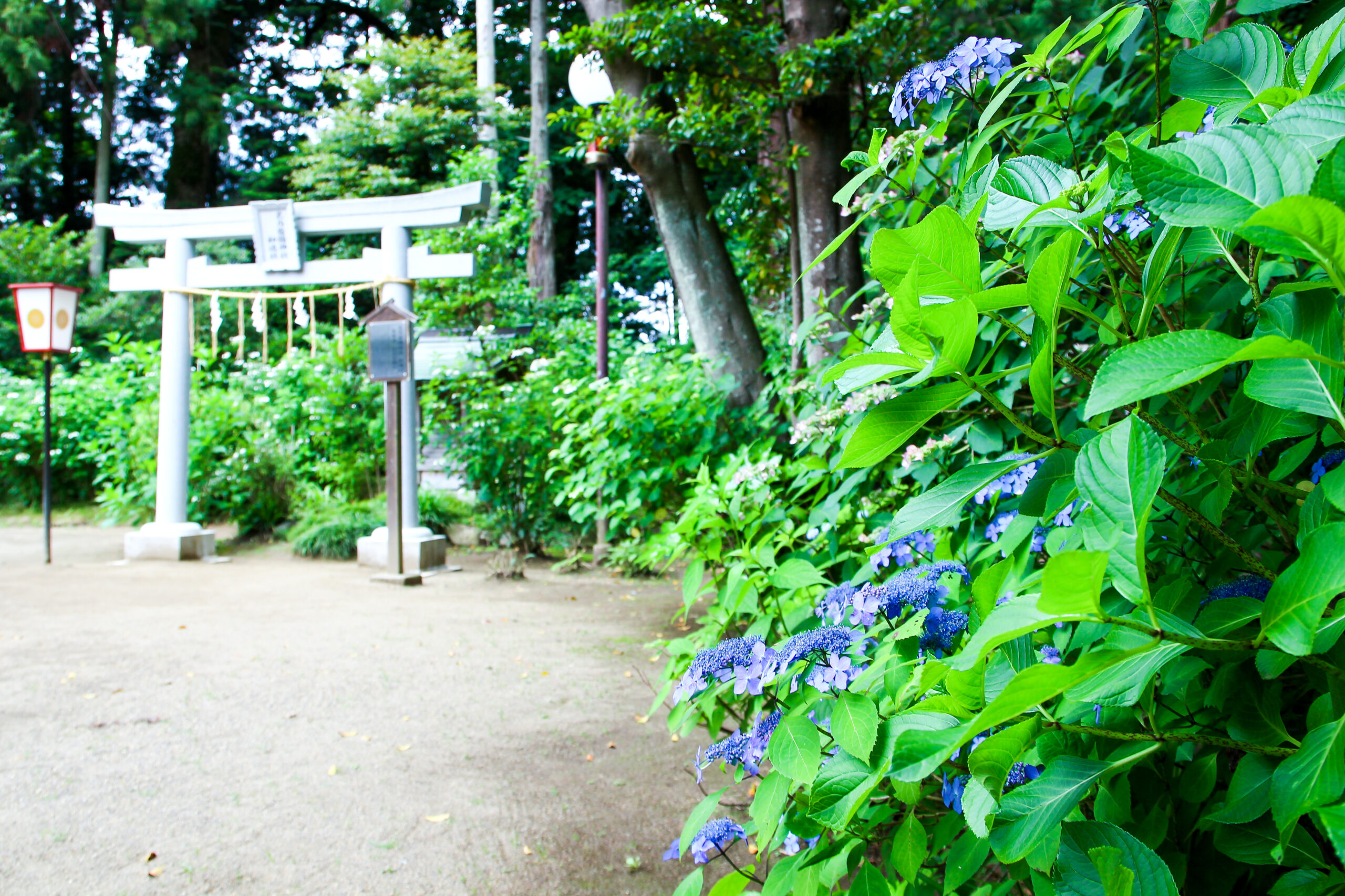 水戸のあじさいまつり