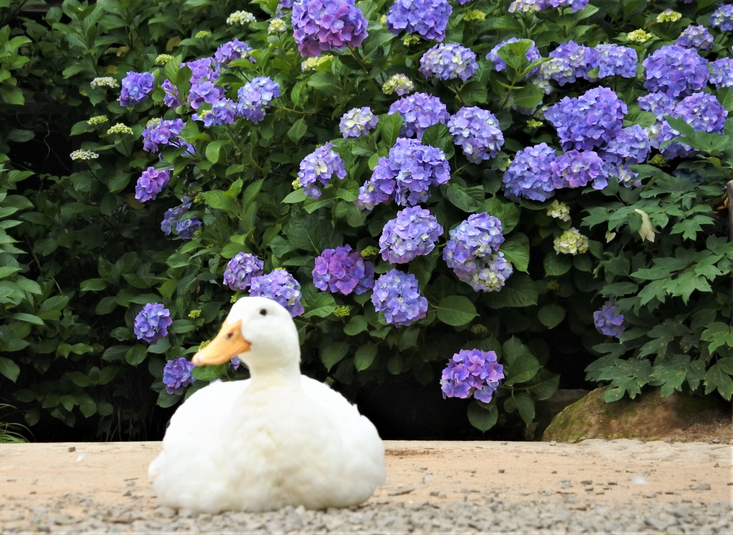 雨引観音「あじさい祭」