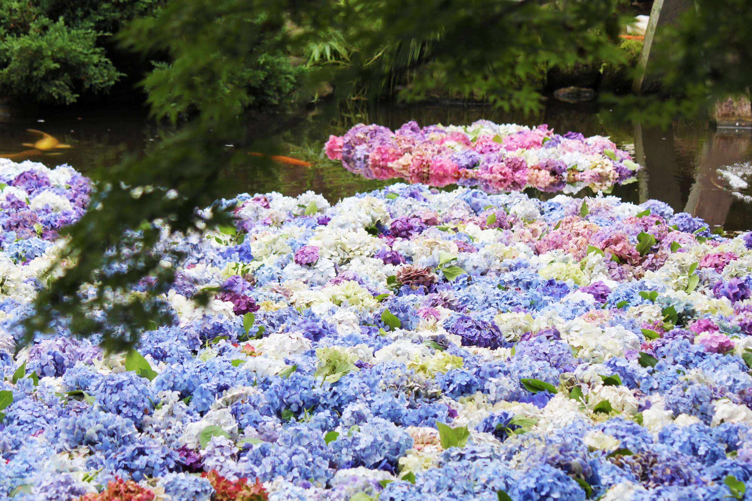 雨引観音「あじさい祭」