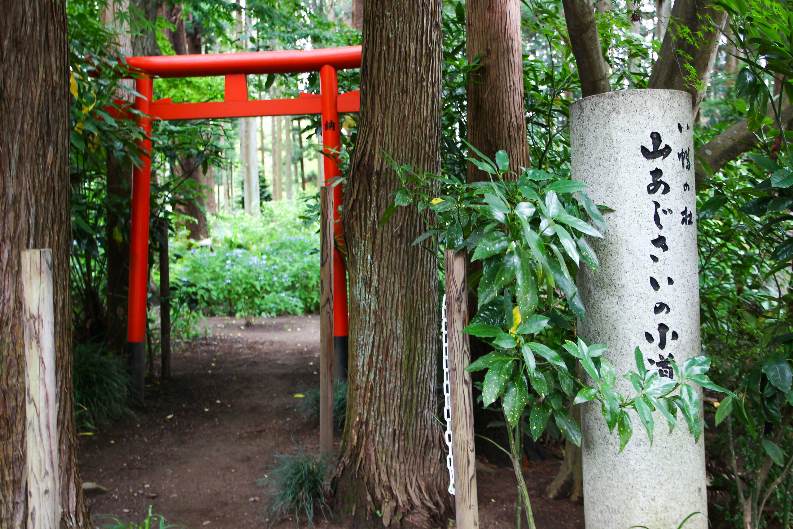 水戸のあじさいまつり
