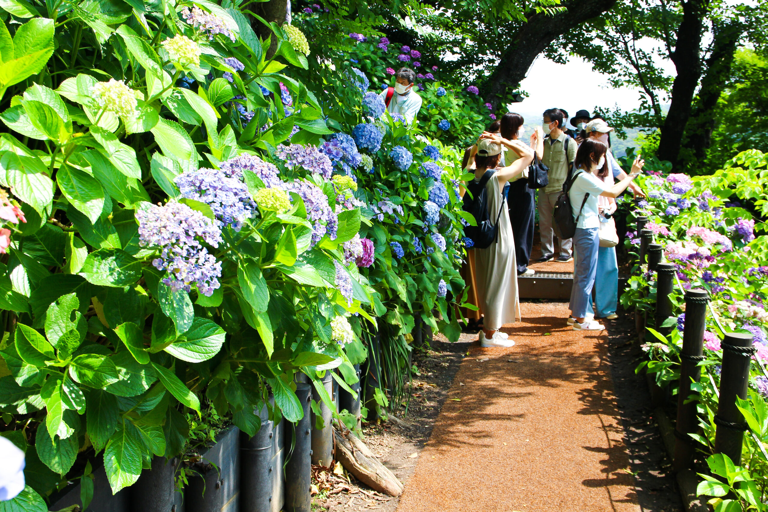 長谷寺あじさい