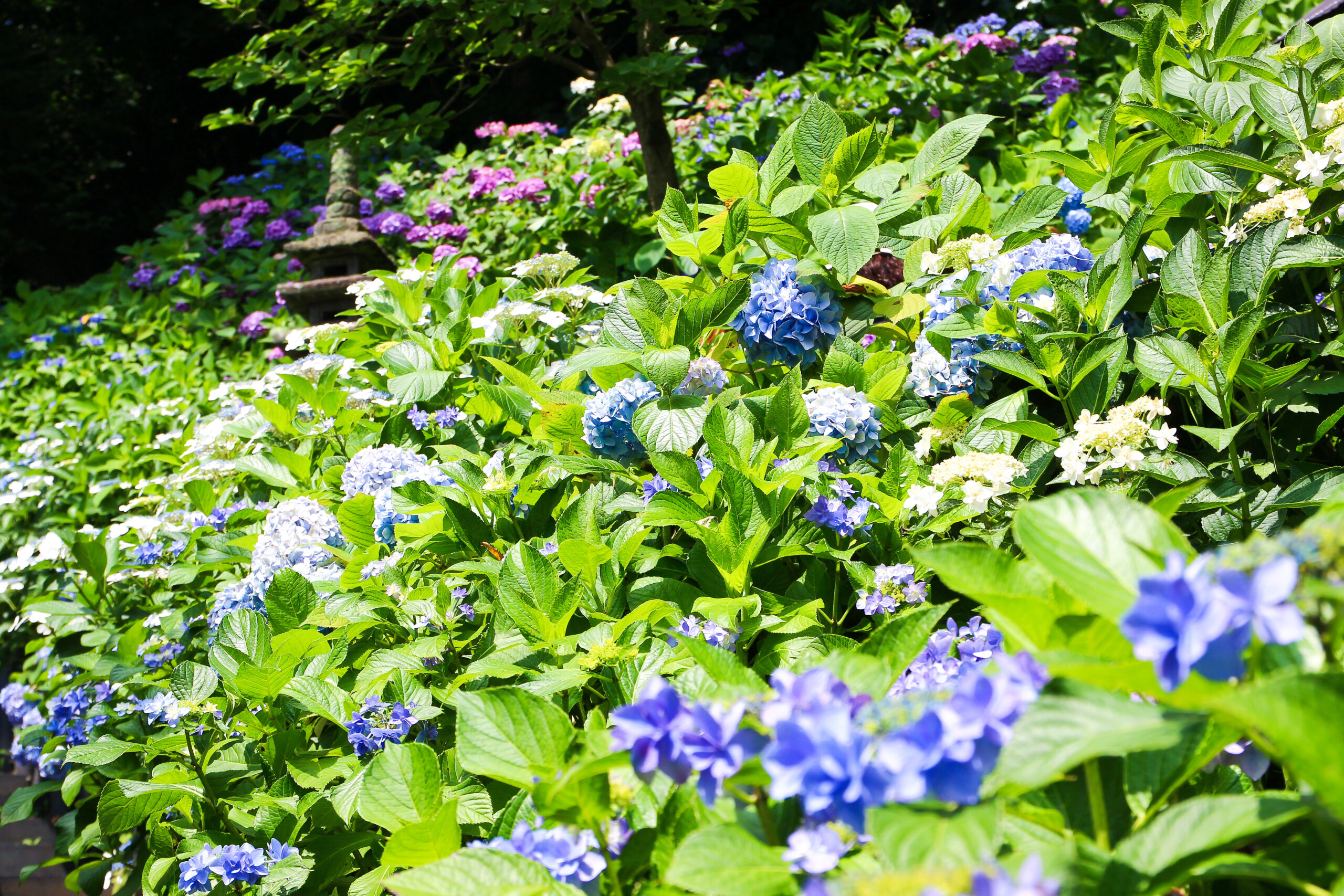 長谷寺あじさい