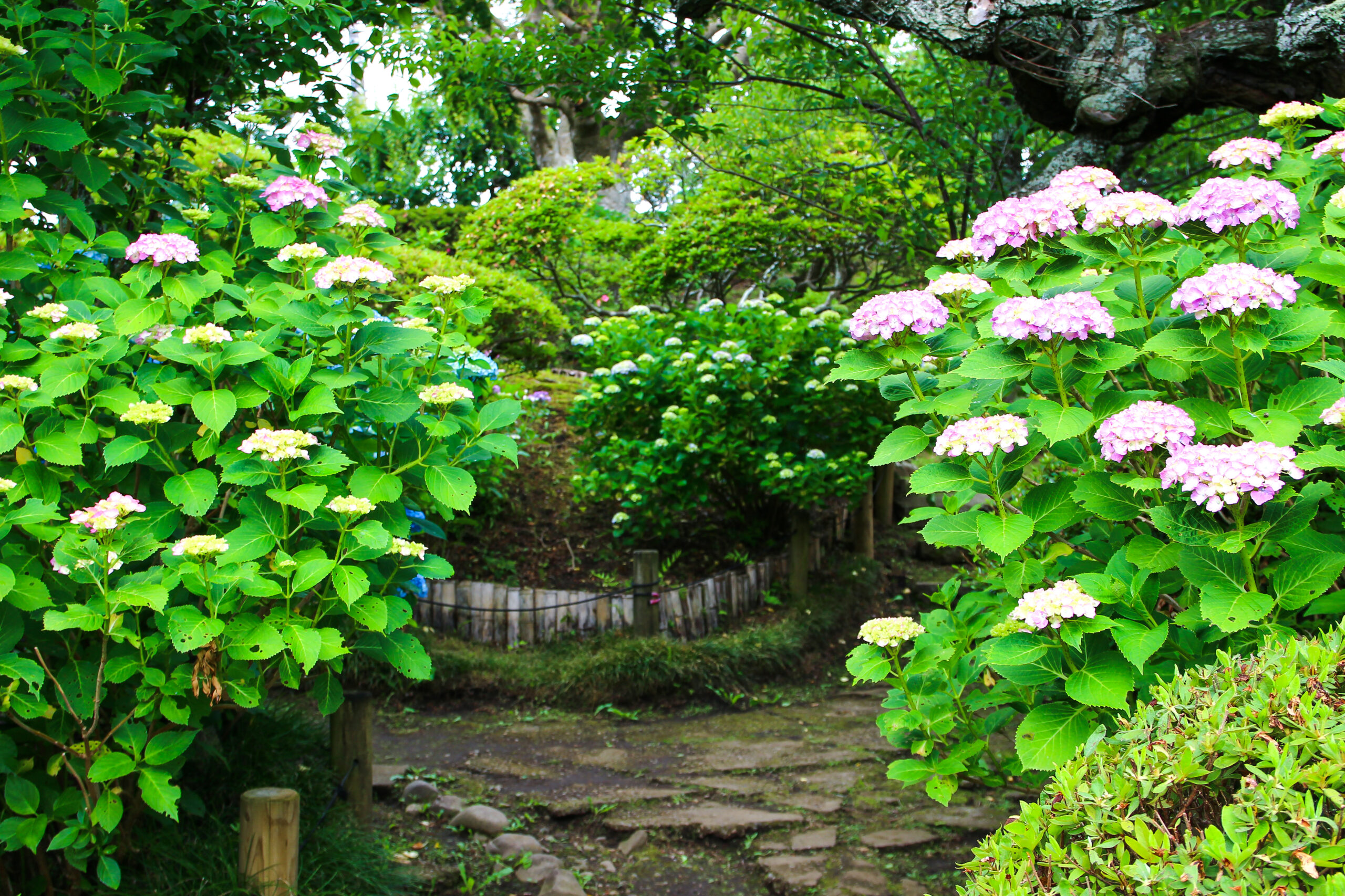 水戸のあじさいまつり