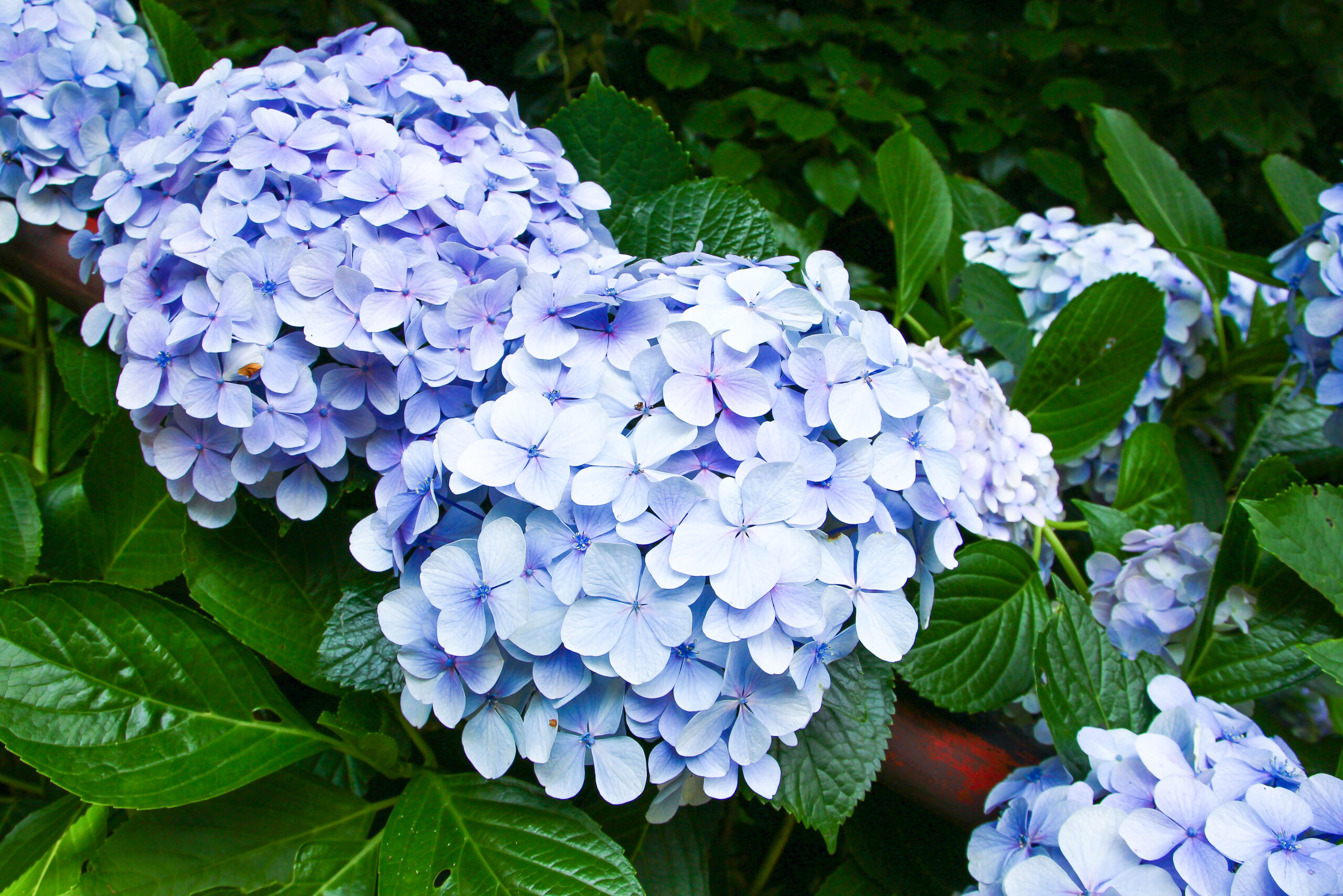 長谷寺あじさい