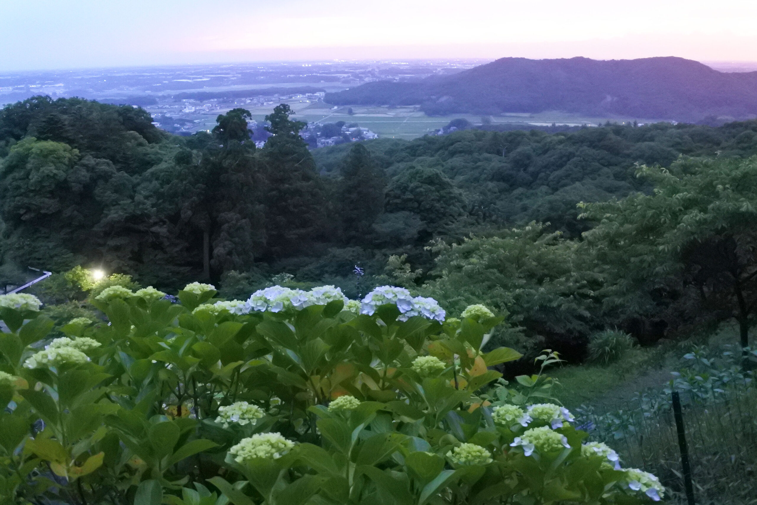 雨引観音「あじさい祭」