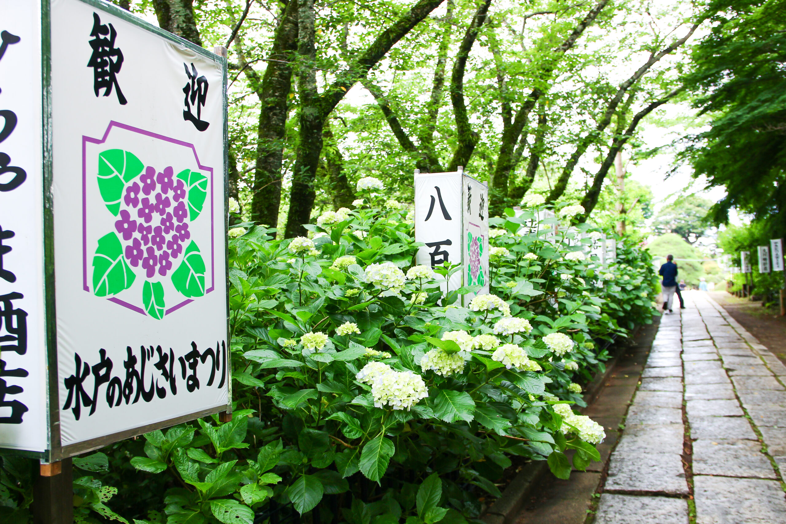 水戸のあじさいまつり